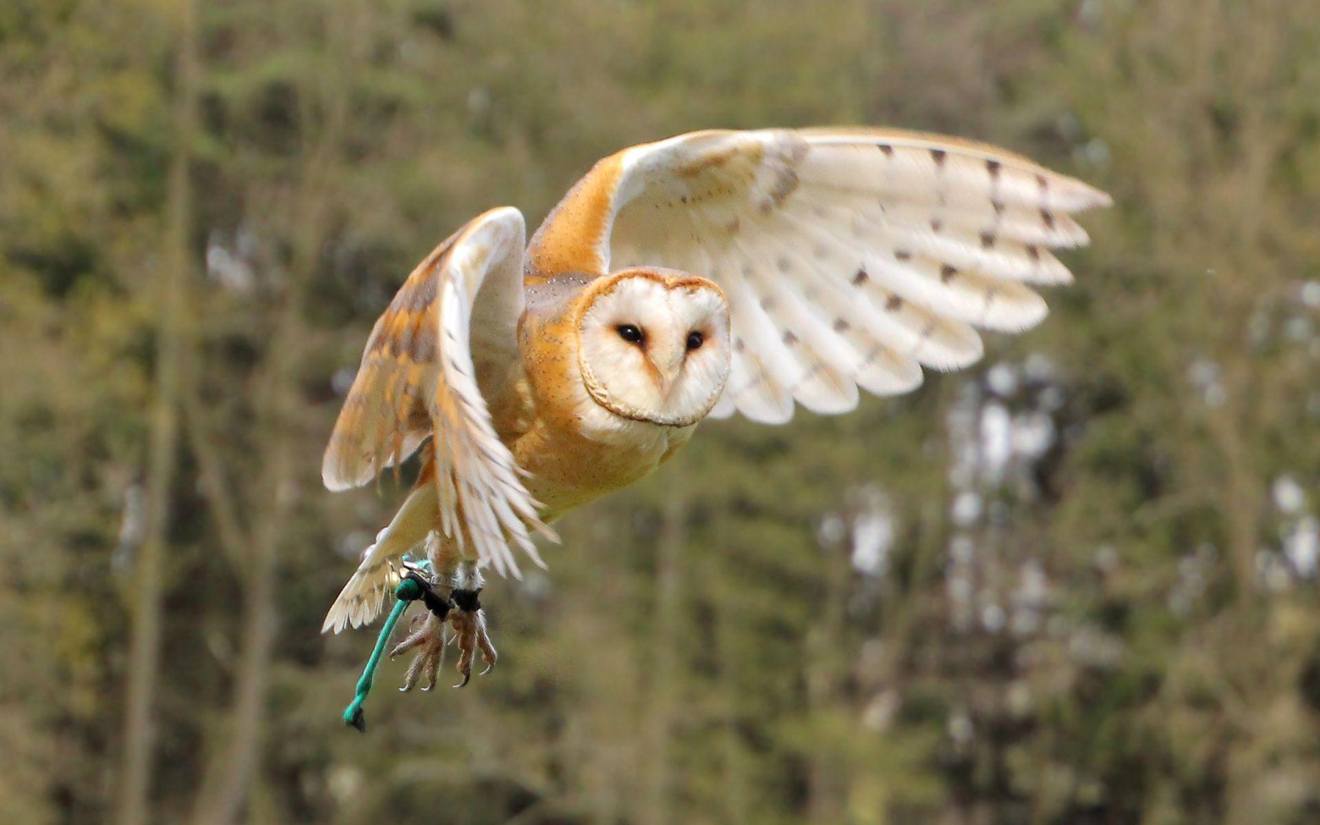 Barn Owl Wallpaper HD 19782