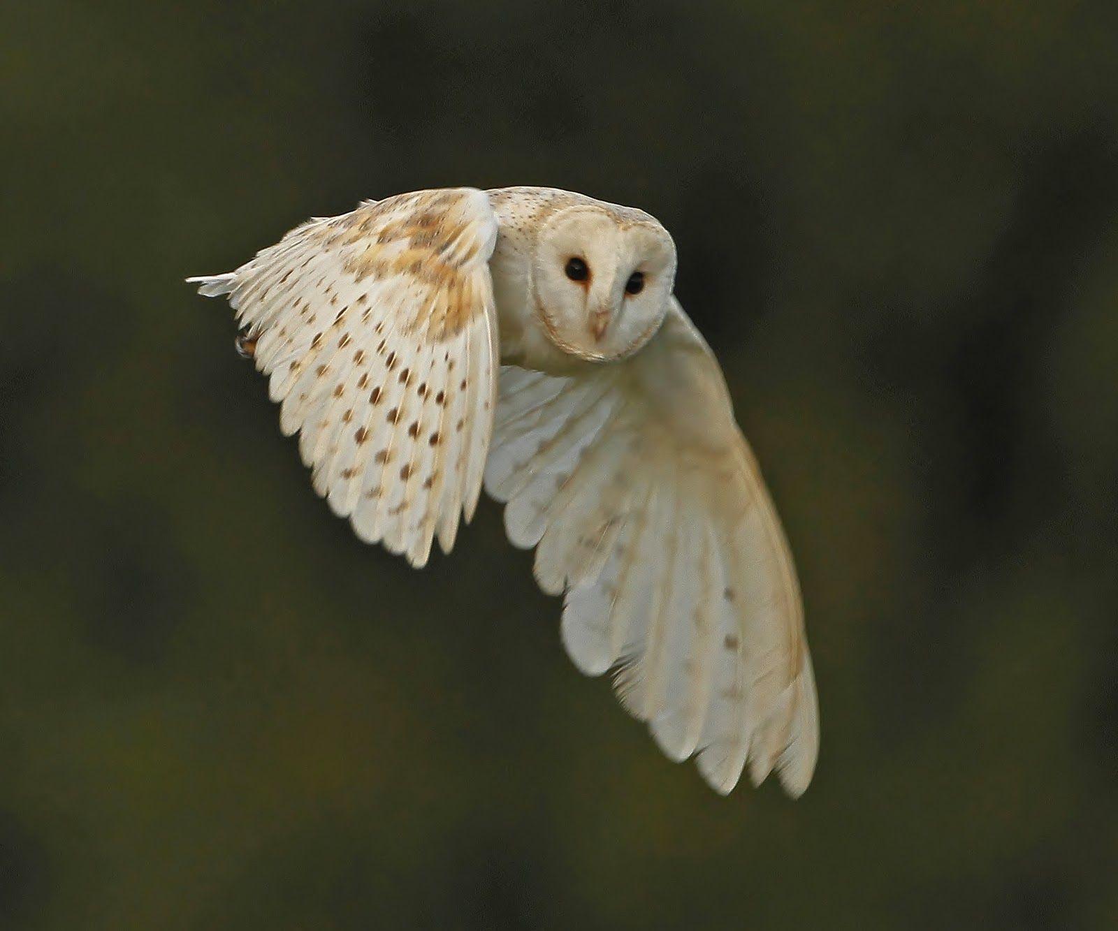 Baby Barn Owl