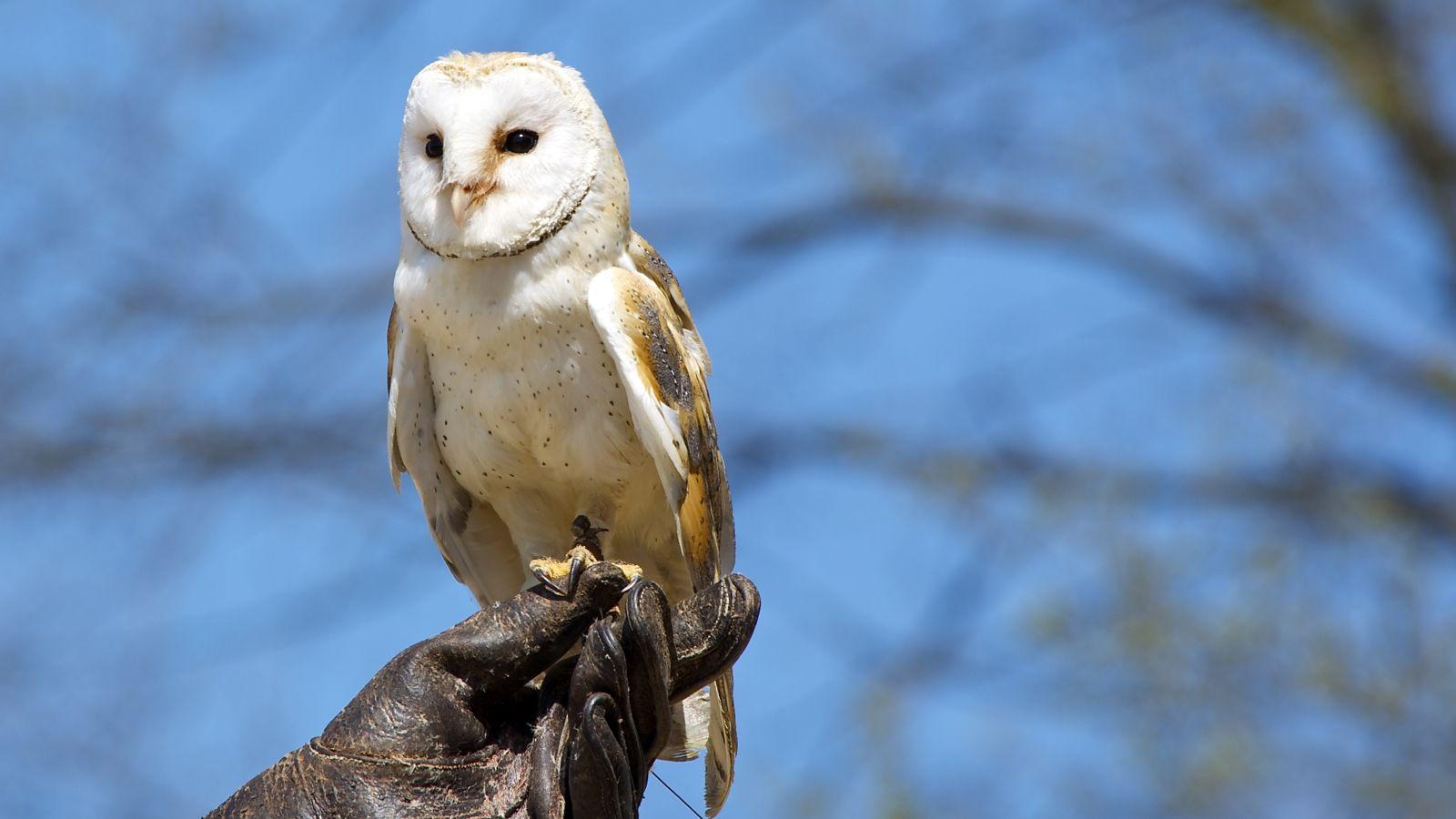 Barn Owl Wallpapers - Wallpaper Cave