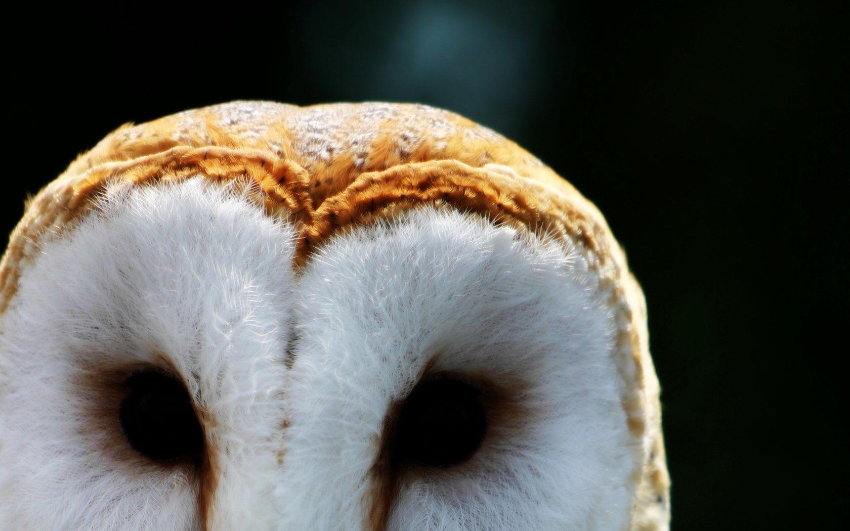 Barn Owl Wallpapers - Wallpaper Cave