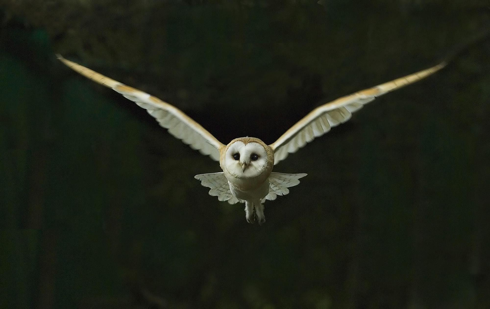 Barn Owl Wallpaper  Download to your mobile from PHONEKY