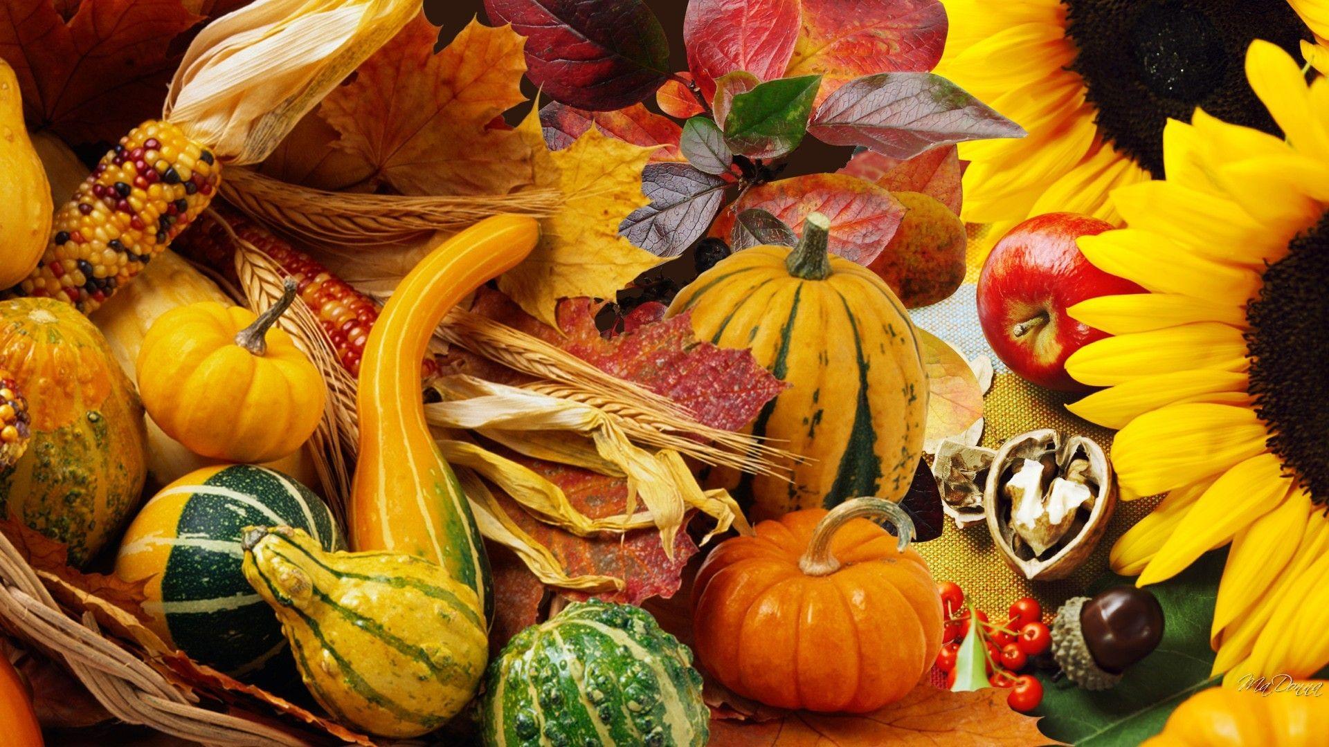 Gourds Tag wallpaper: Squash Leaves Harvest Vegetables Fall
