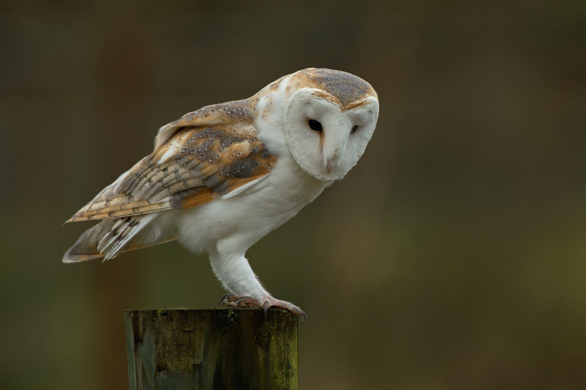 Barn Owl Desktop Background Wallpaper, Asbjorn Butler 2017 03 10