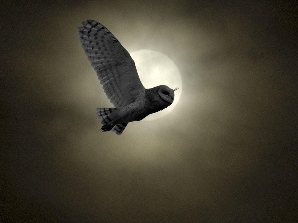 Barn Owl Flying