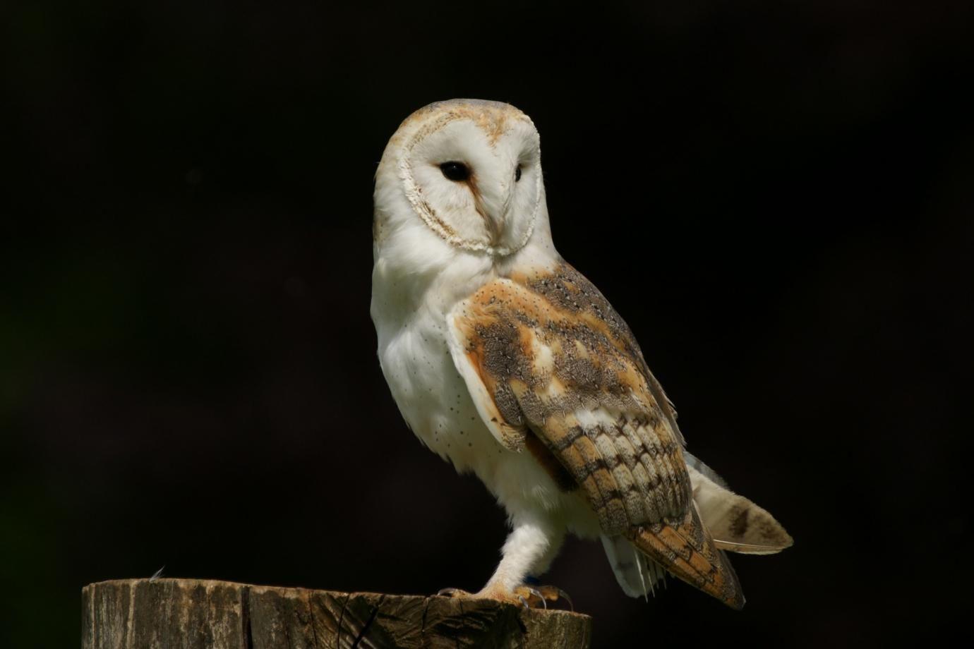 Barn Owl Wallpapers - Wallpaper Cave