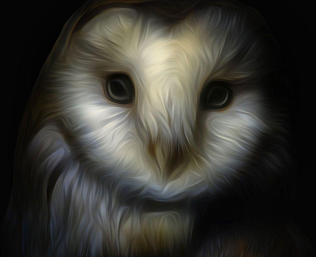 Barn Owl｜フリー画像・写真素材集 3.0