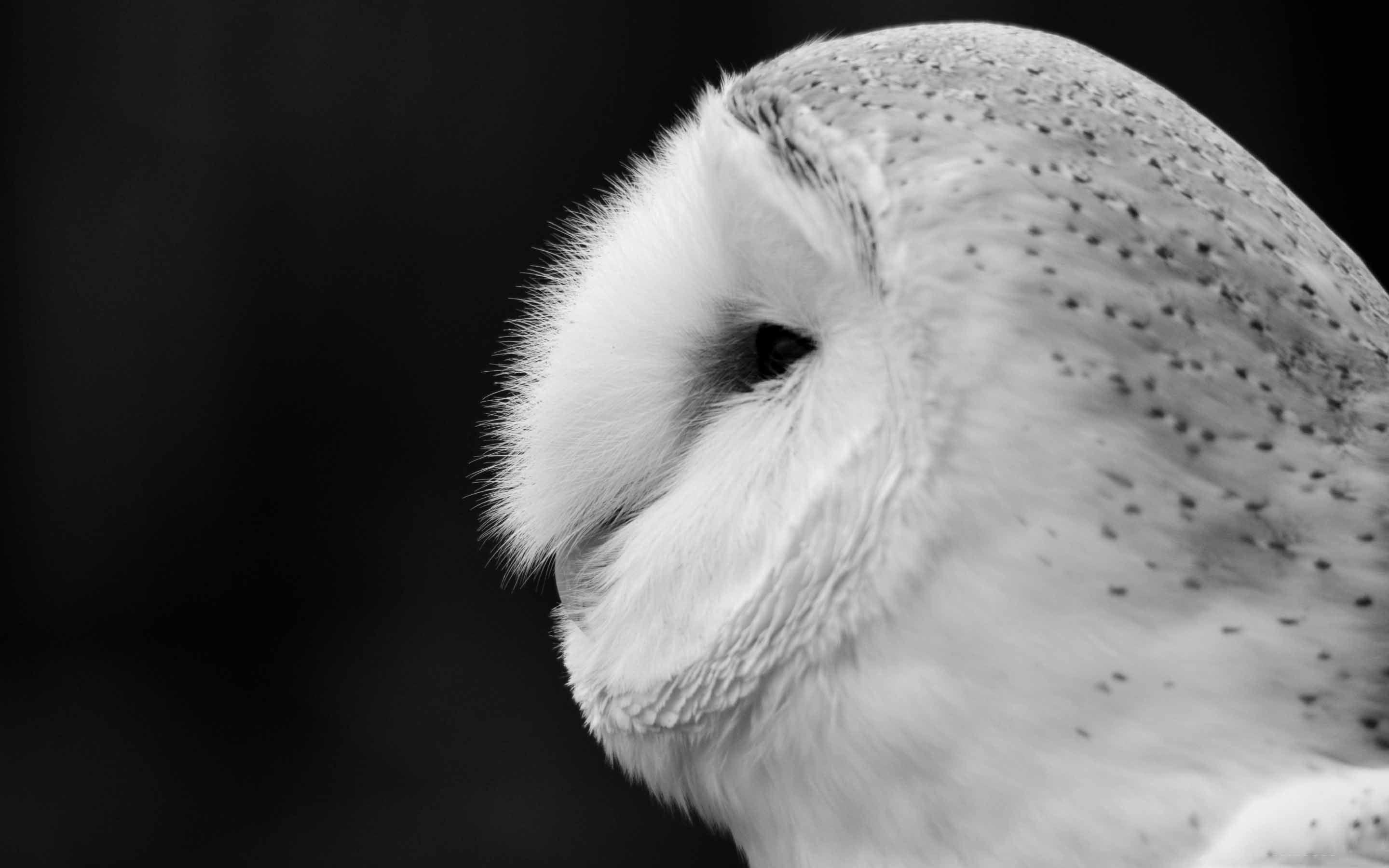 Barn Owl Black And White Mac Wallpaper Download. Free Mac