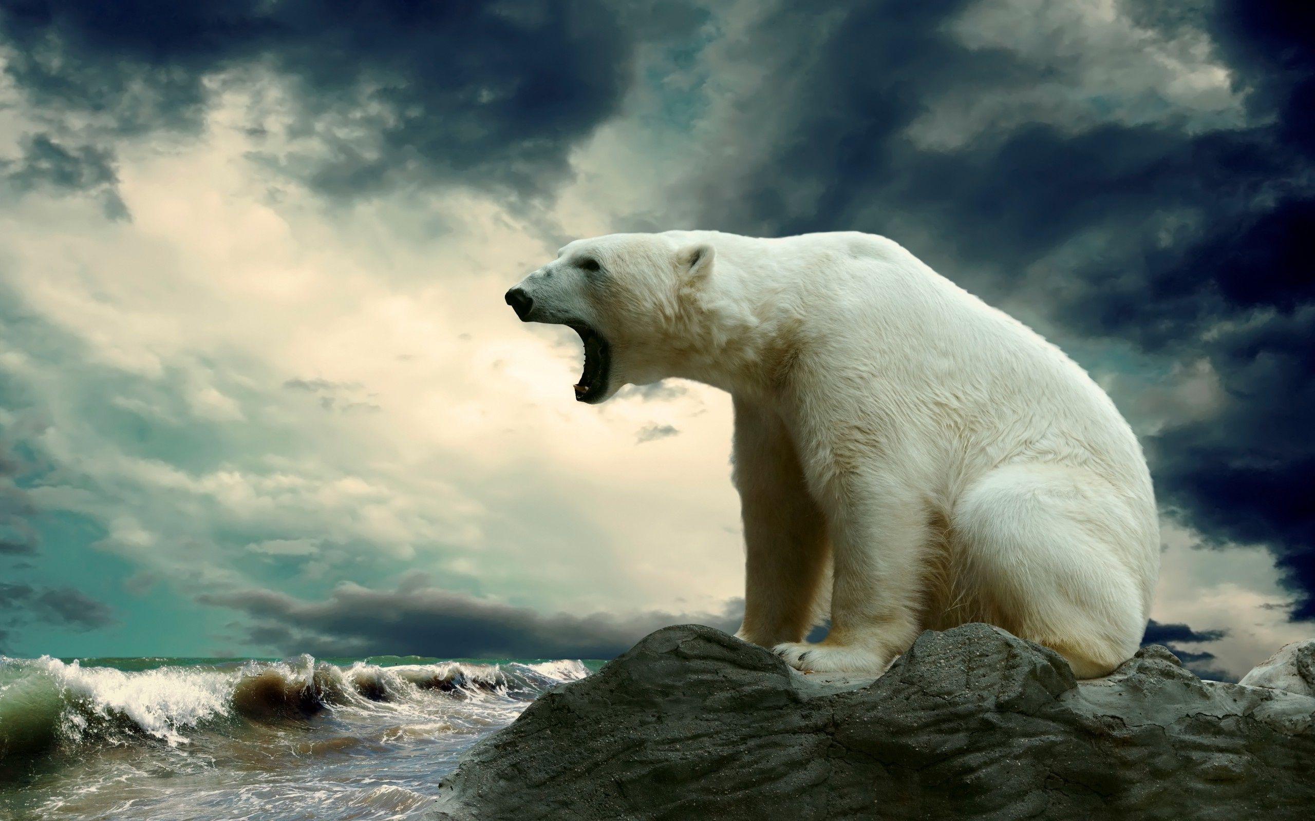 amazing polar bear wallpaper pc desktop image background photo