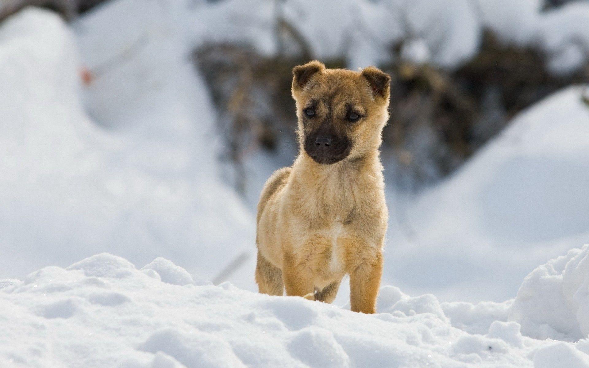 Documentary animals dogs pets snow wallpaper