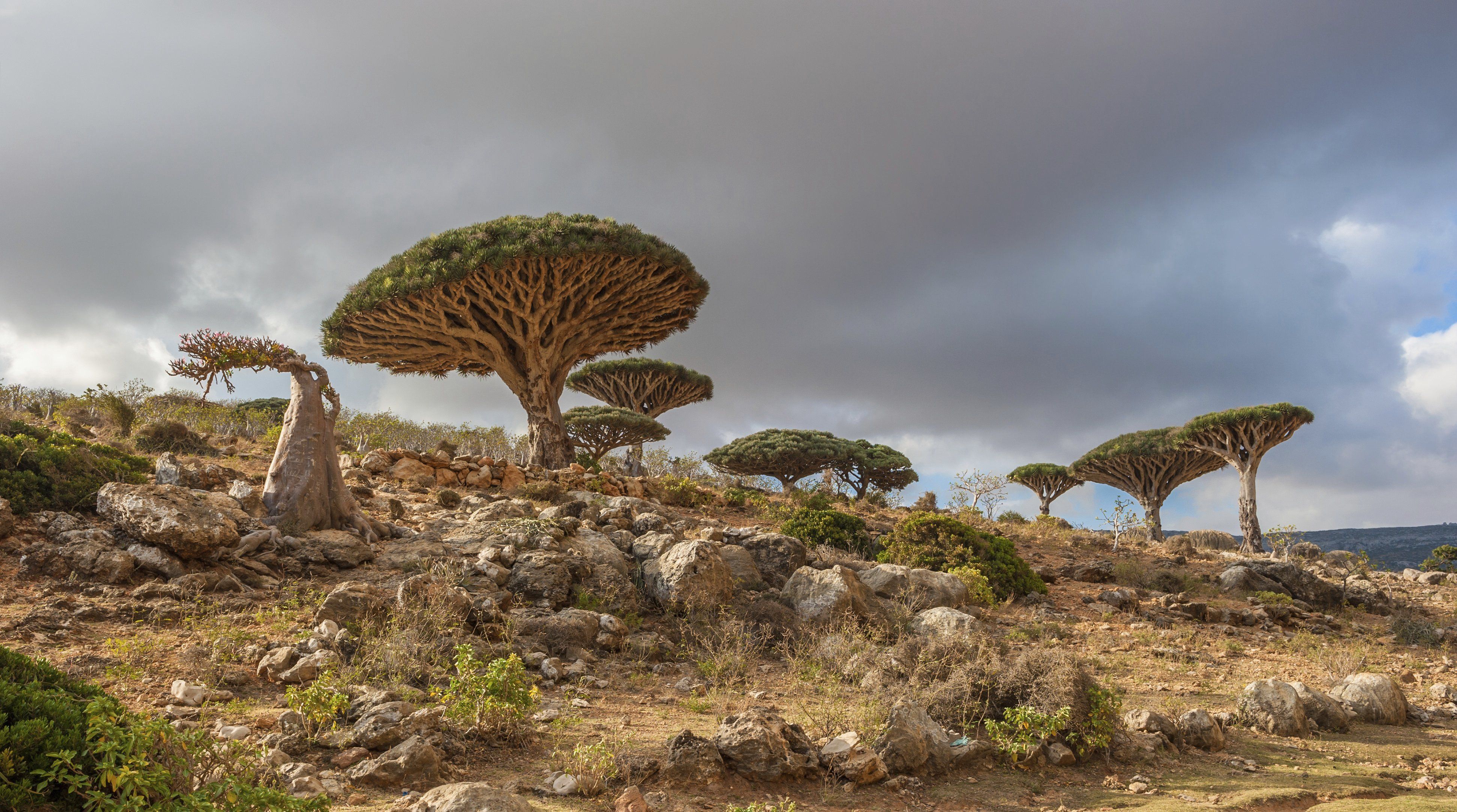 Tree Dracaena cinnabari the island of Socotra Yemen wallpaper