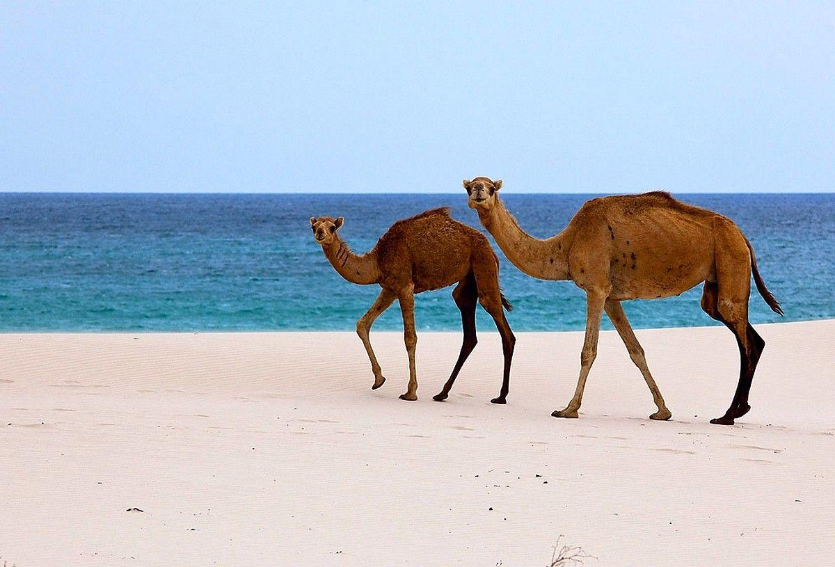 Beaches: Socotra Island Beach Yemen Camel Nature Animals Arabian