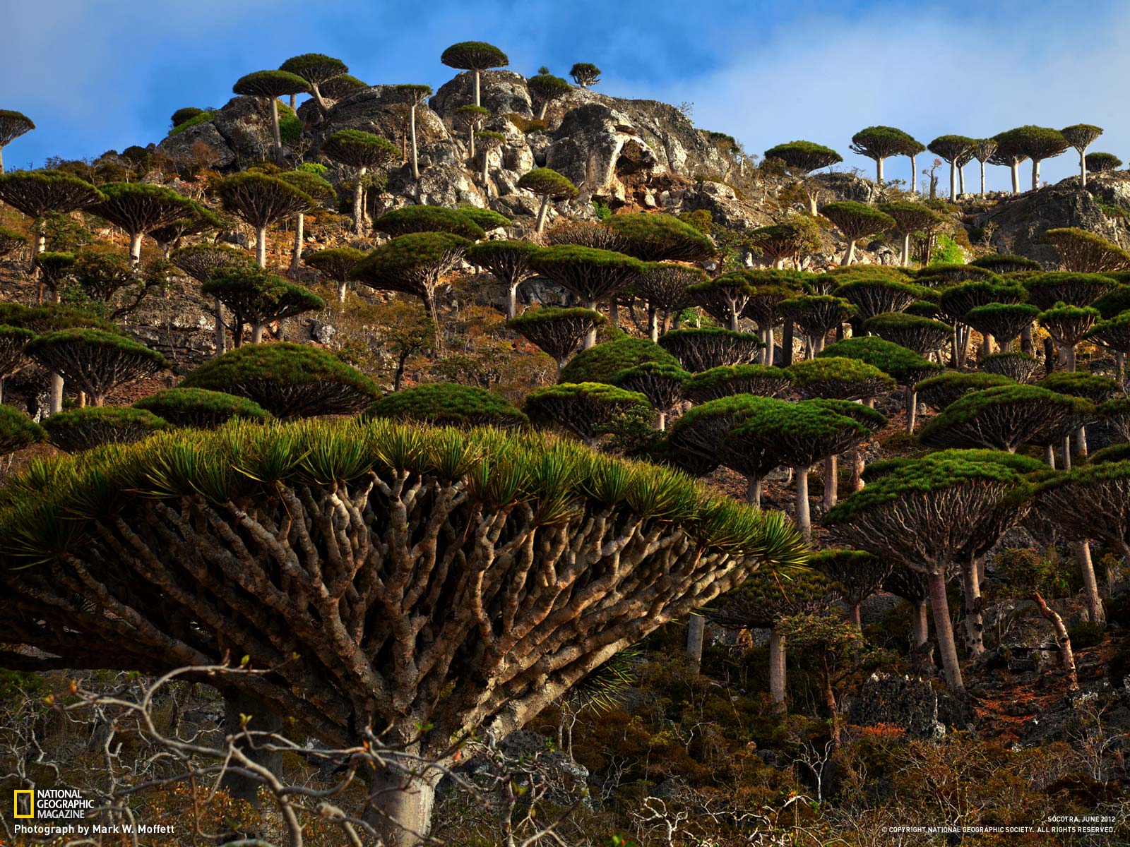 Socotra Gallery, More From National Geographic