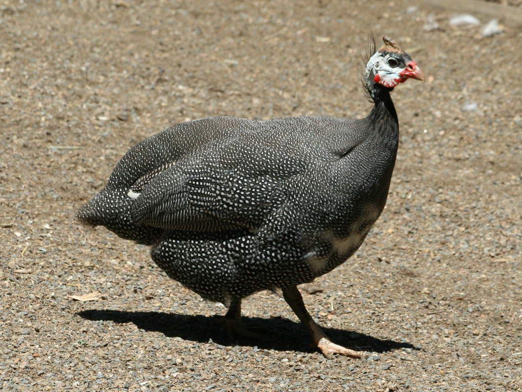 Birds of The World: Guineafowl
