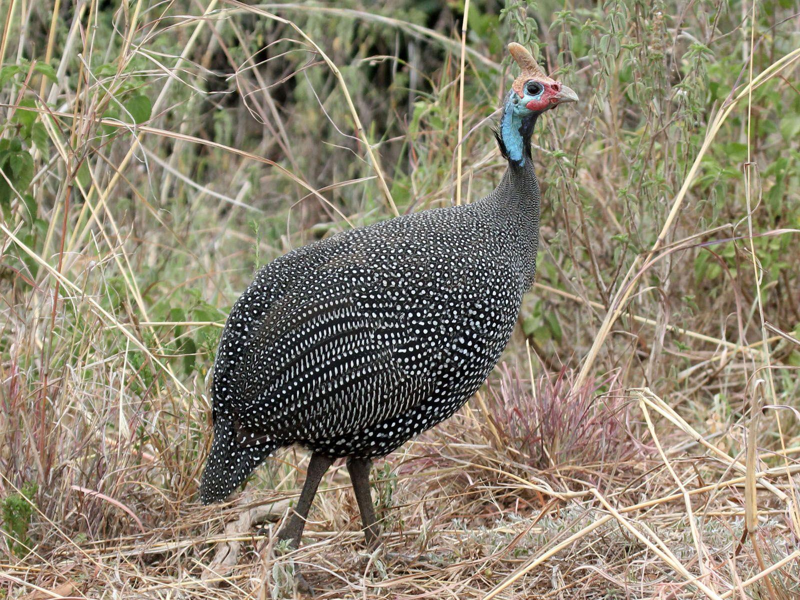 Birds of The World: Guineafowl