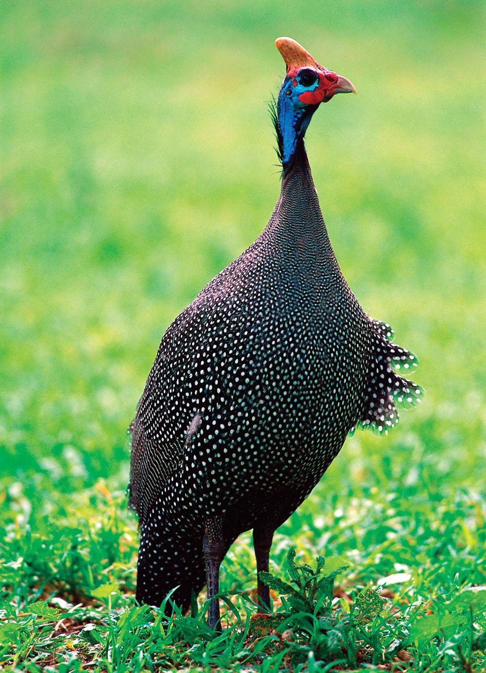 Guinea Fowl Birds Image