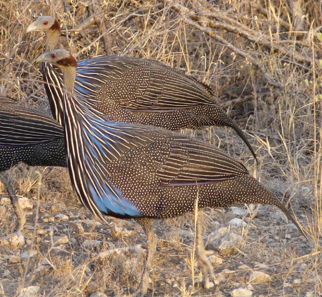Guinea Fowl Birds Image
