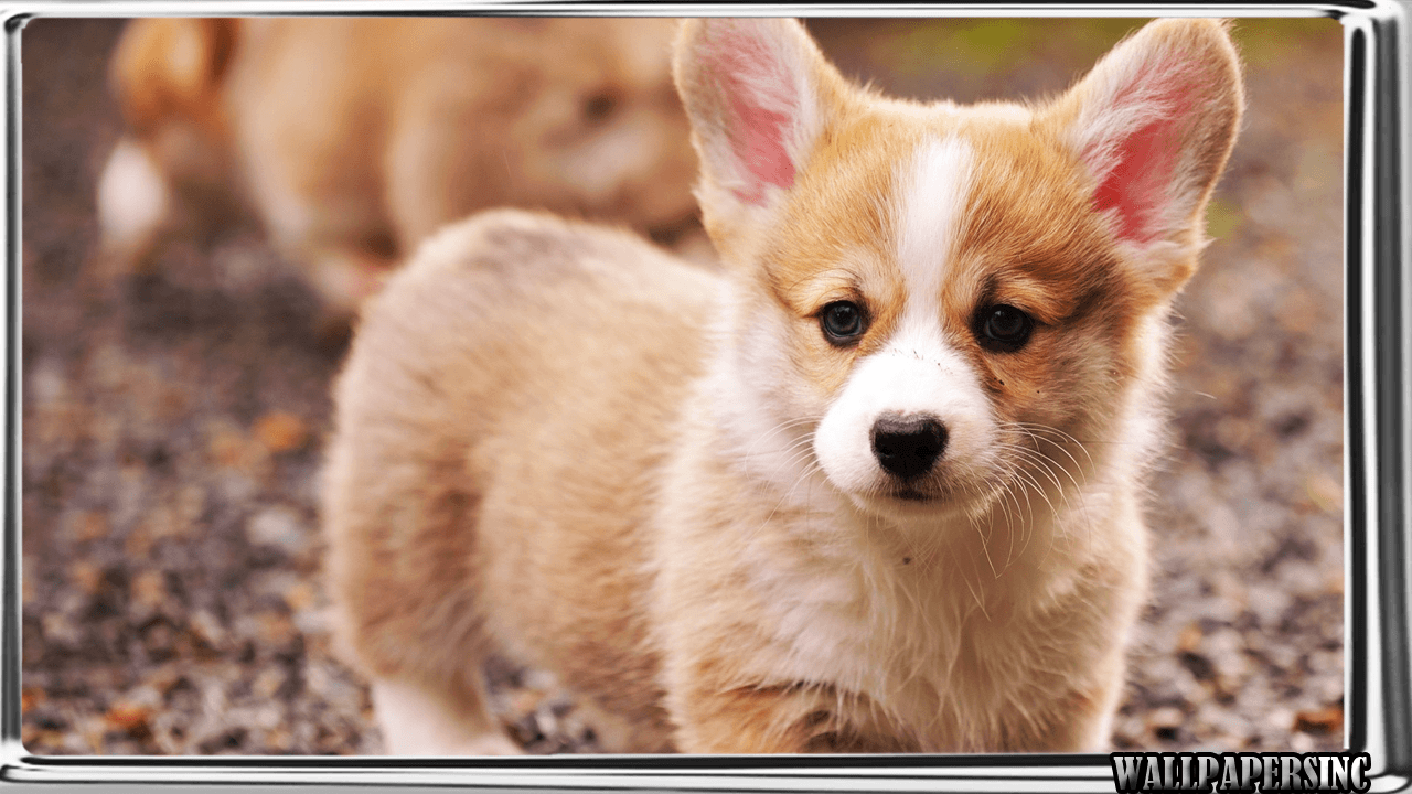 Corgi Wallpaper Apps on Google Play