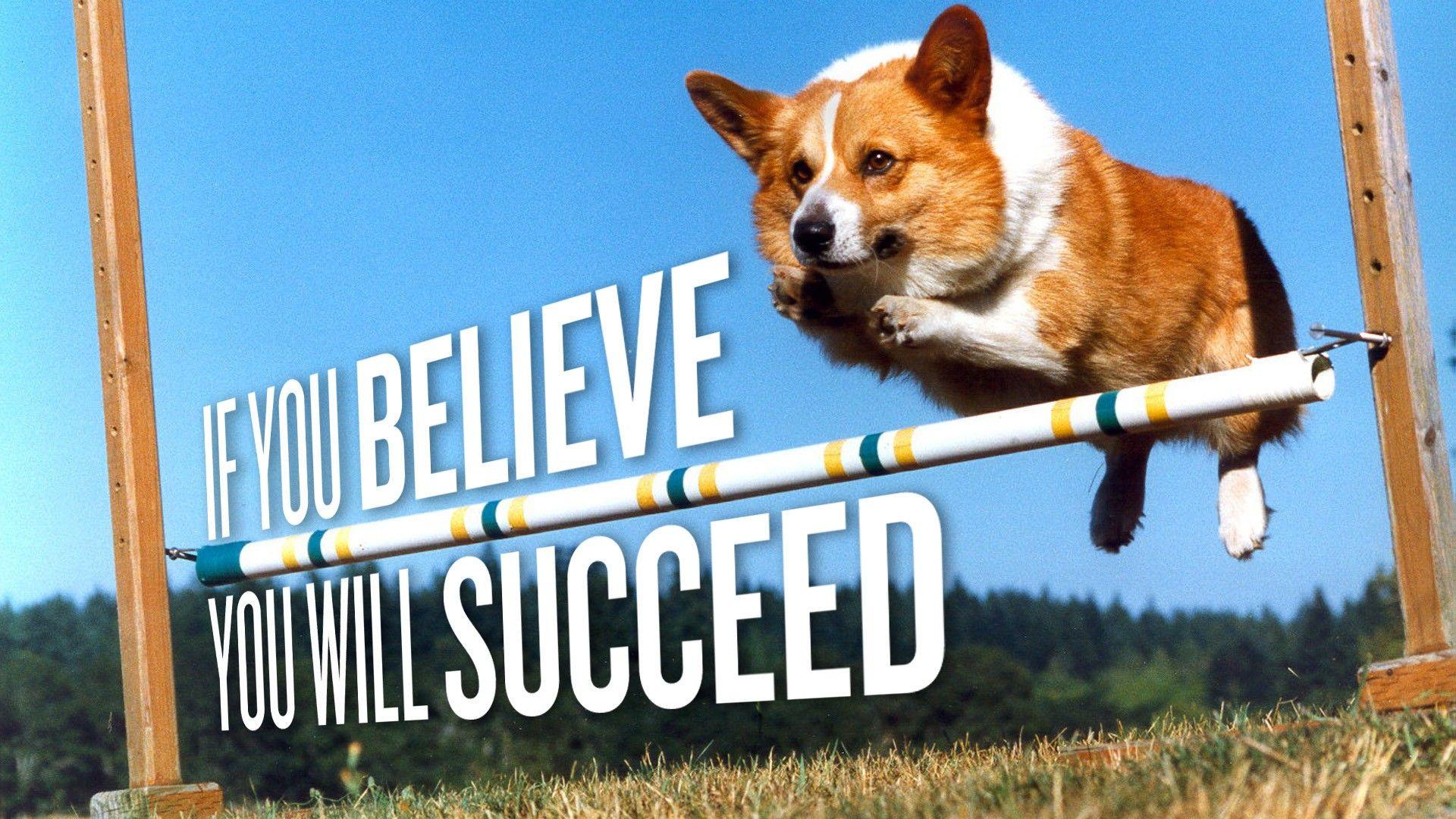 corgi pembroke welsh corgis dog jumping motivational Wallpaper HD