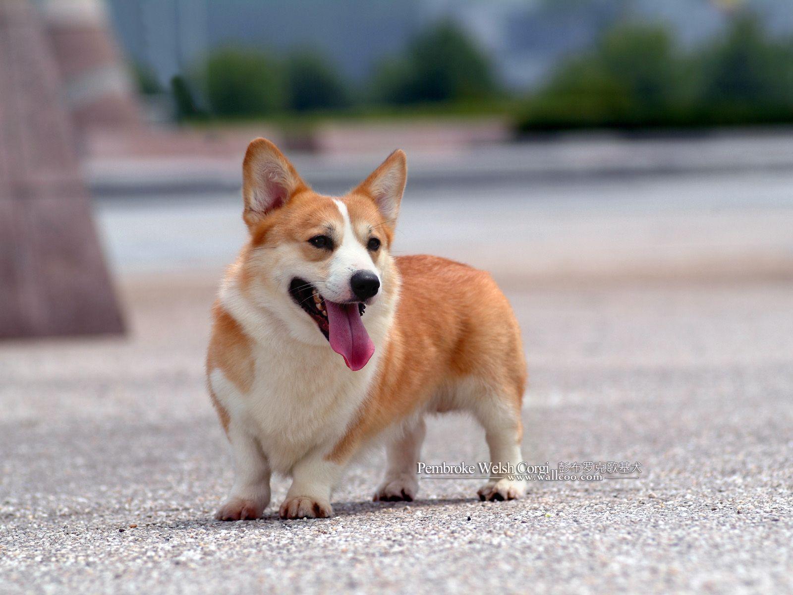 Pembroke Welsh Corgi 174 HD Wallpaper