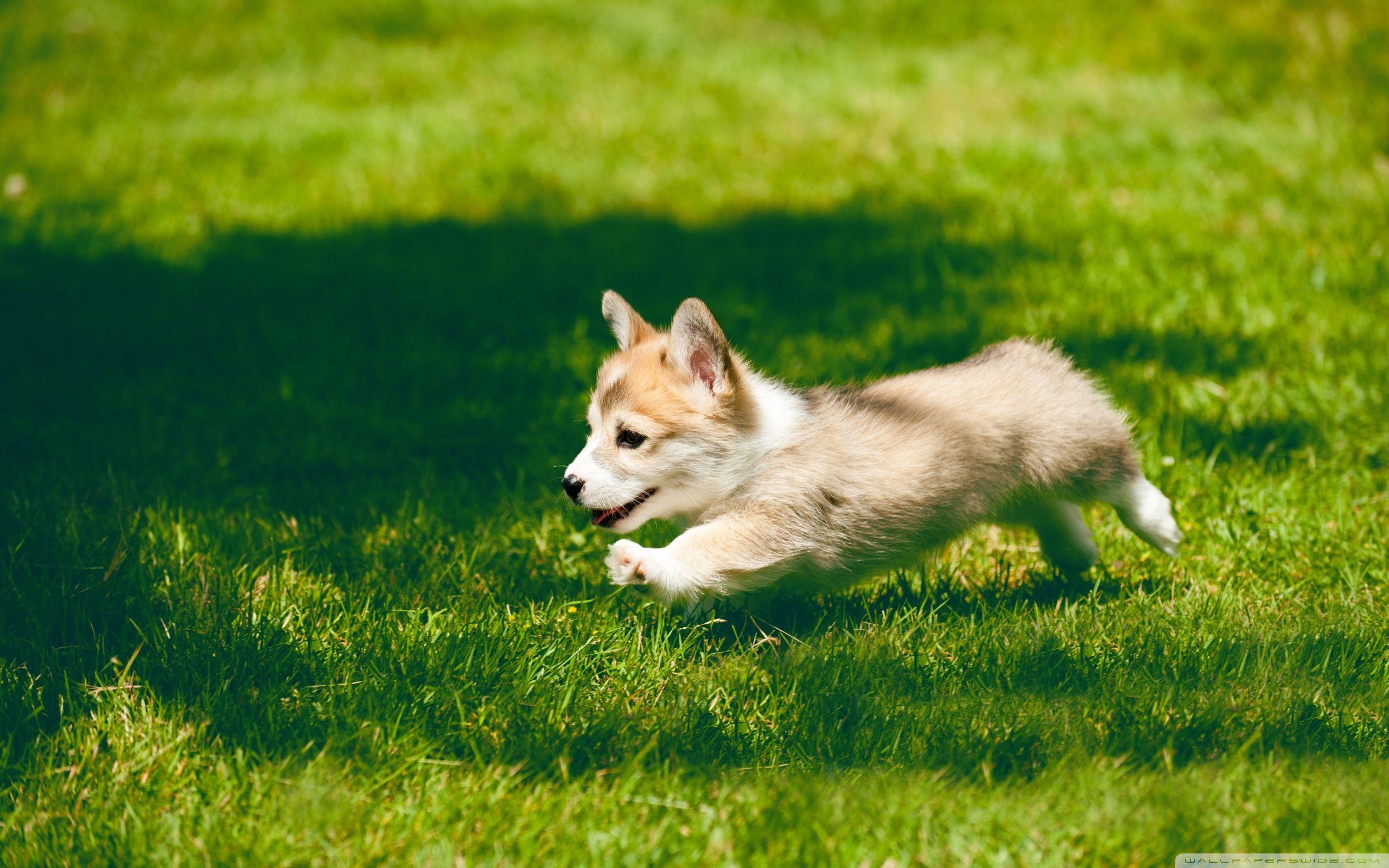 Pembroke Welsh Corgi Puppy Running ❤ 4K HD Desktop Wallpaper