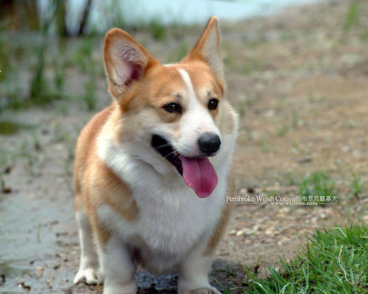 Pembroke Welsh Corgi dogs and Pembroke Welsh Corgi puppies