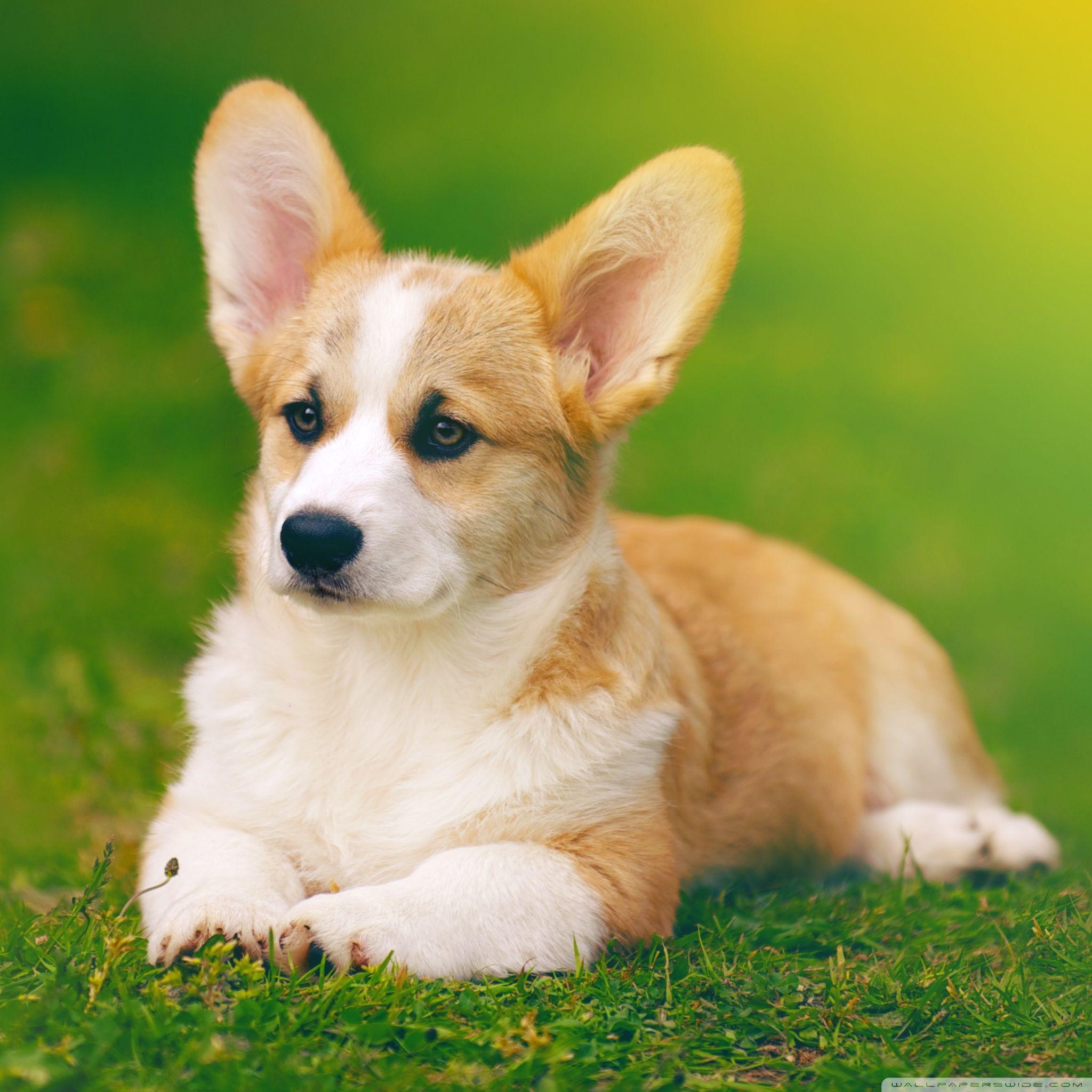 Pembroke Welsh Corgi Dog ❤ 4K HD Desktop Wallpaper for 4K Ultra