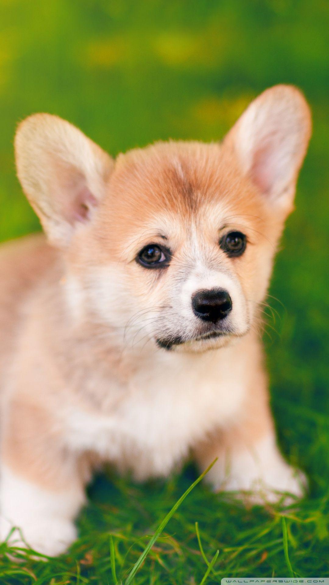 Cute Pembroke Welsh Corgi Puppy ❤ 4K HD Desktop Wallpaper for 4K