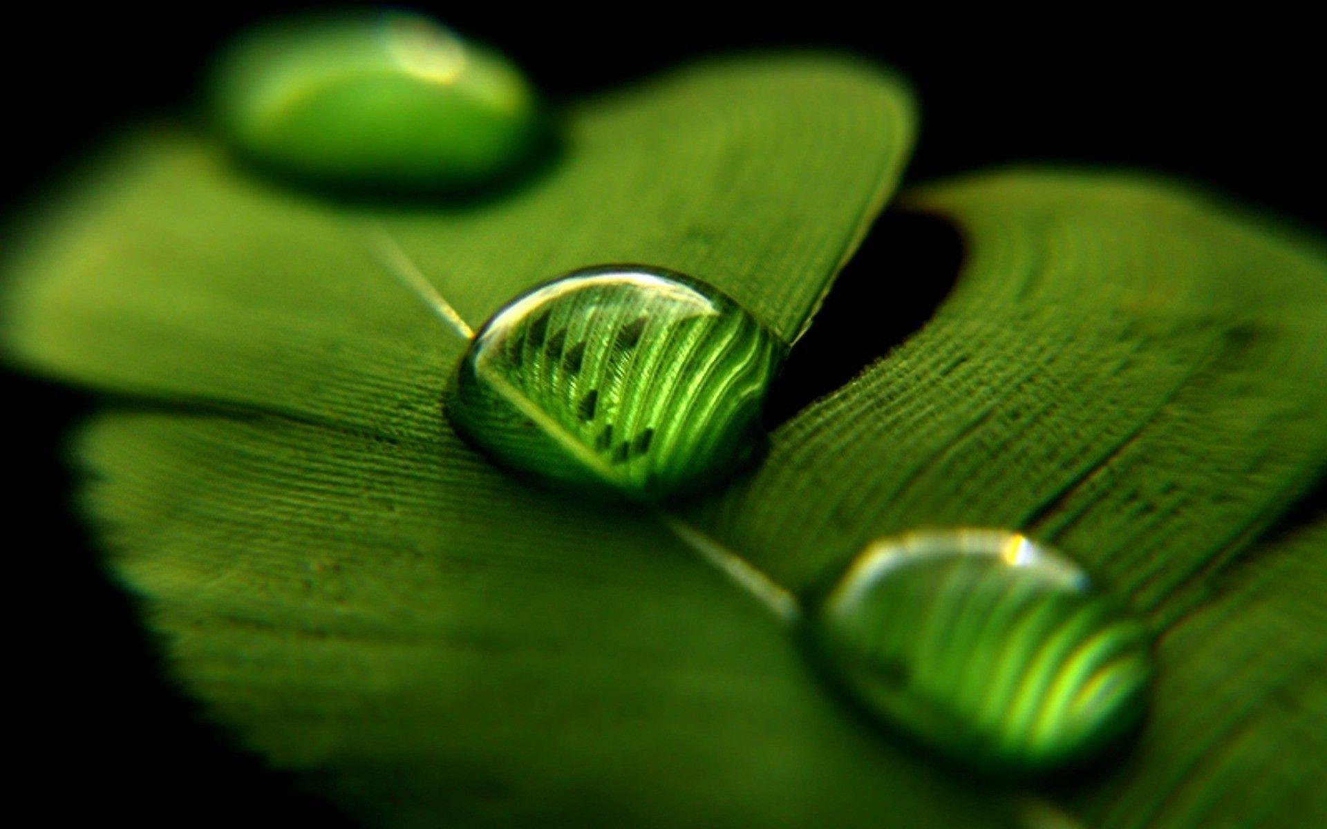 Wallpapers Amazing Green Nature Dezineguide With Image Of Greenery