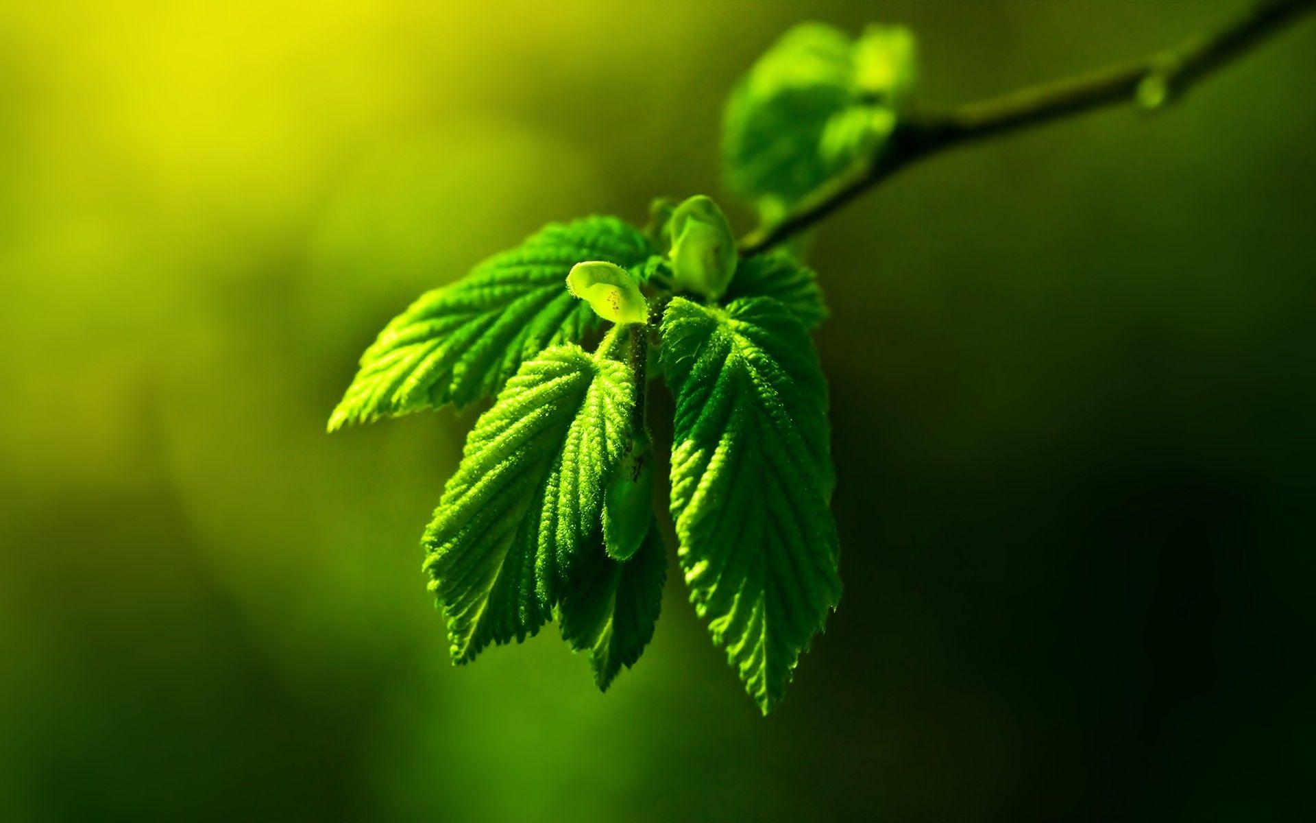 35 Amazing Green Nature Wallpapers