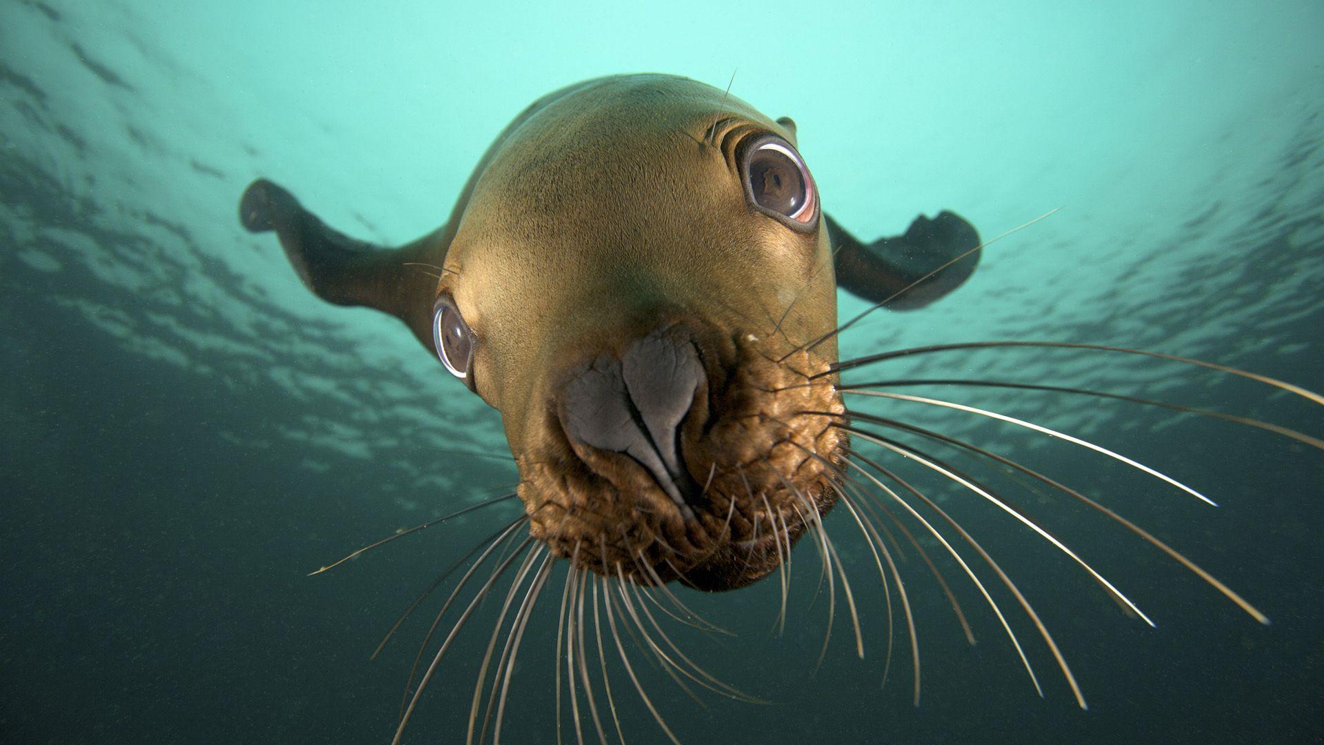 Animal Close Up s wallpapers