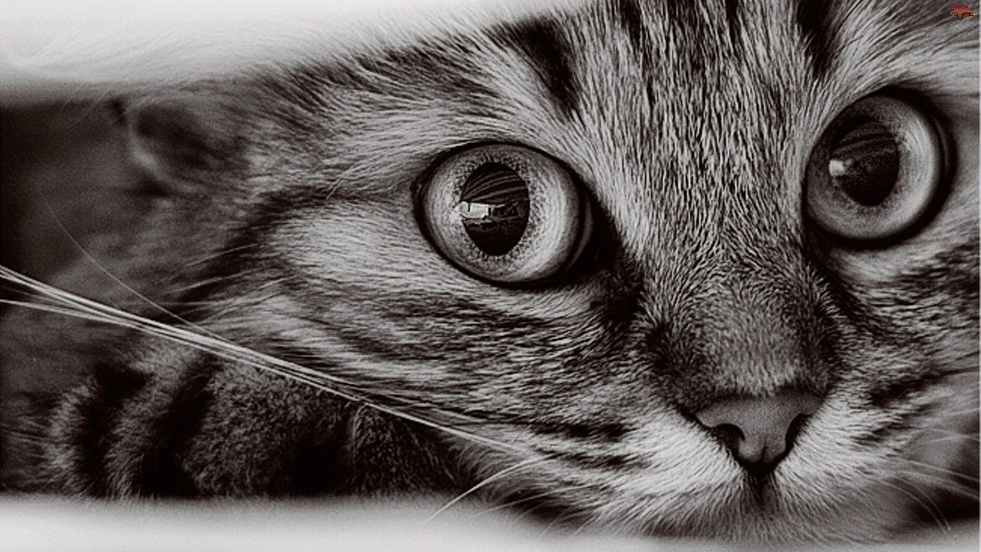 Cat Close Up s wallpapers