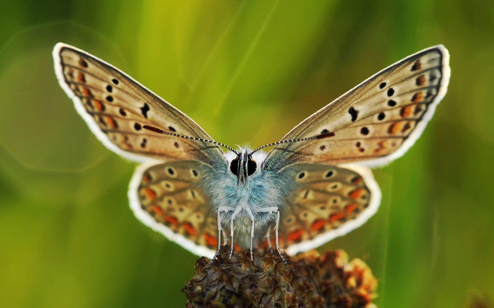 Close Up Butterfly Wallpapers