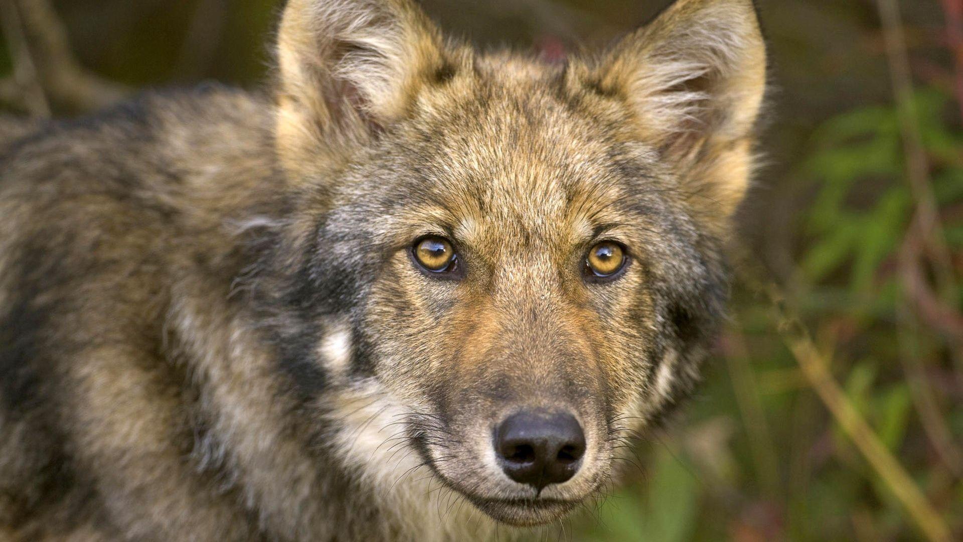 Wolf Up Close Wallpapers HD