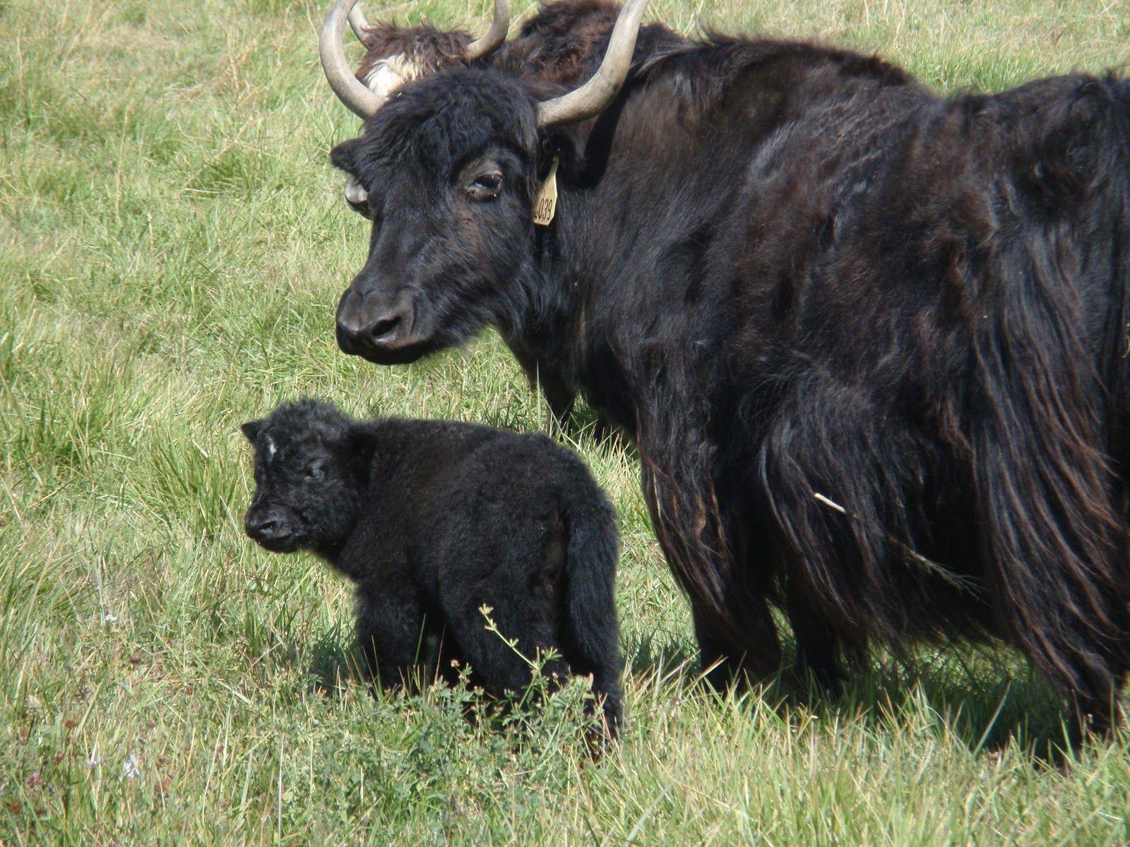 ENCYCLOPEDIA OF ANIMAL FACTS AND PICTURES: YAK