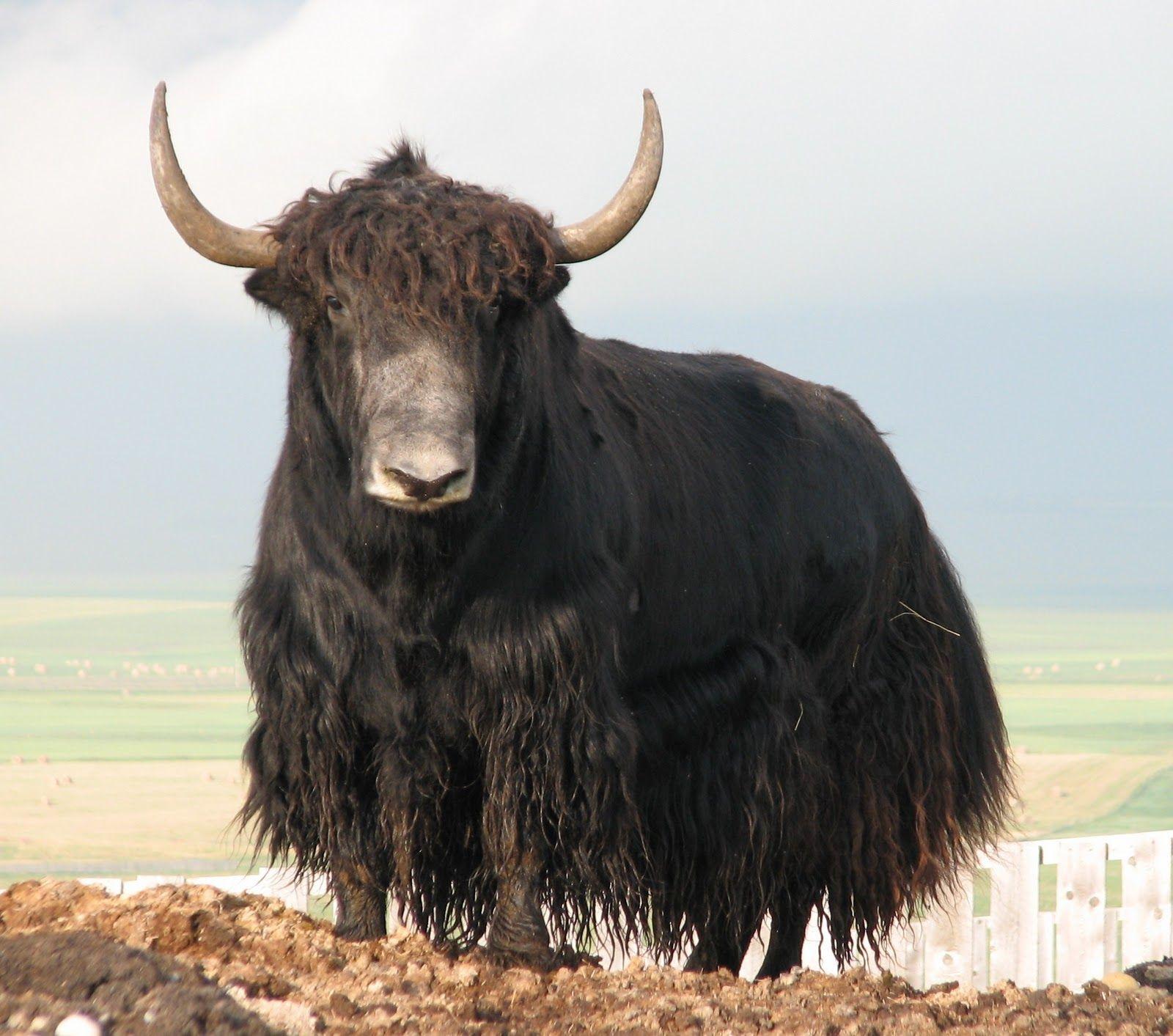 Yak Facts, History, Useful Information and Amazing Picture