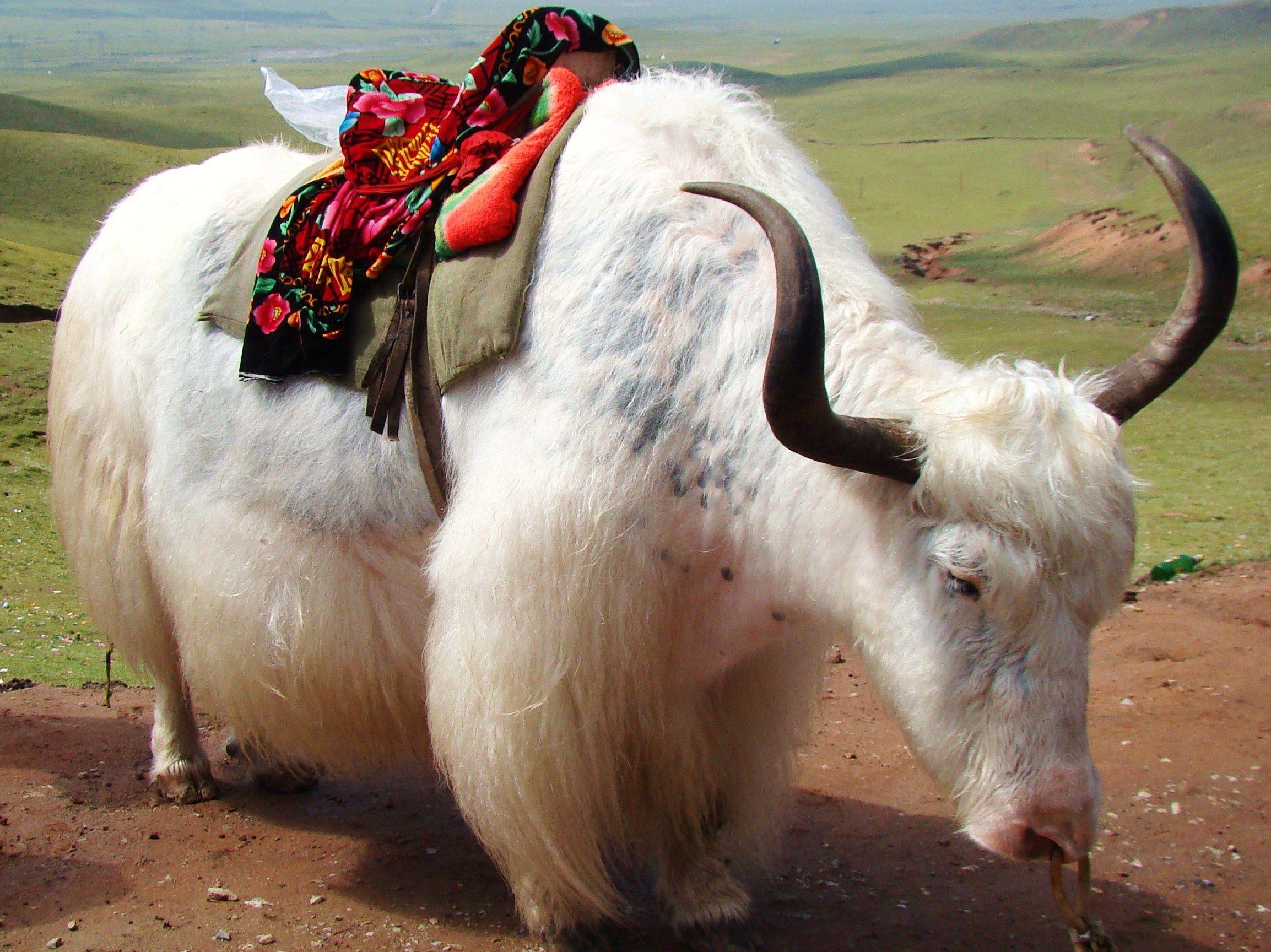 best Yak image. Animals, Tibet and Cattle