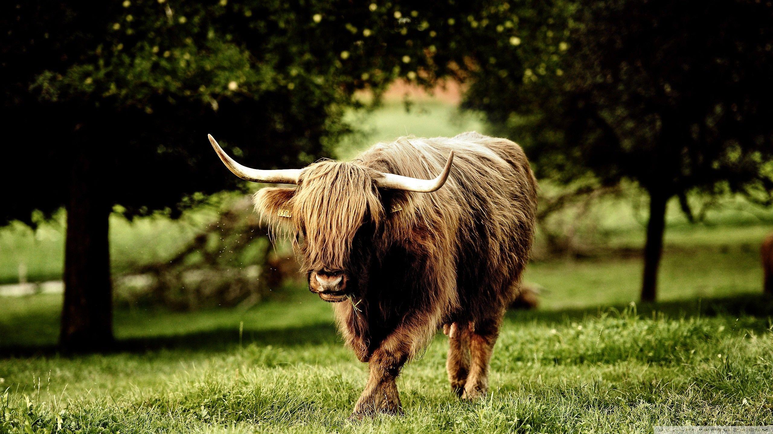 Domestic Yak Wallpapers - Wallpaper Cave