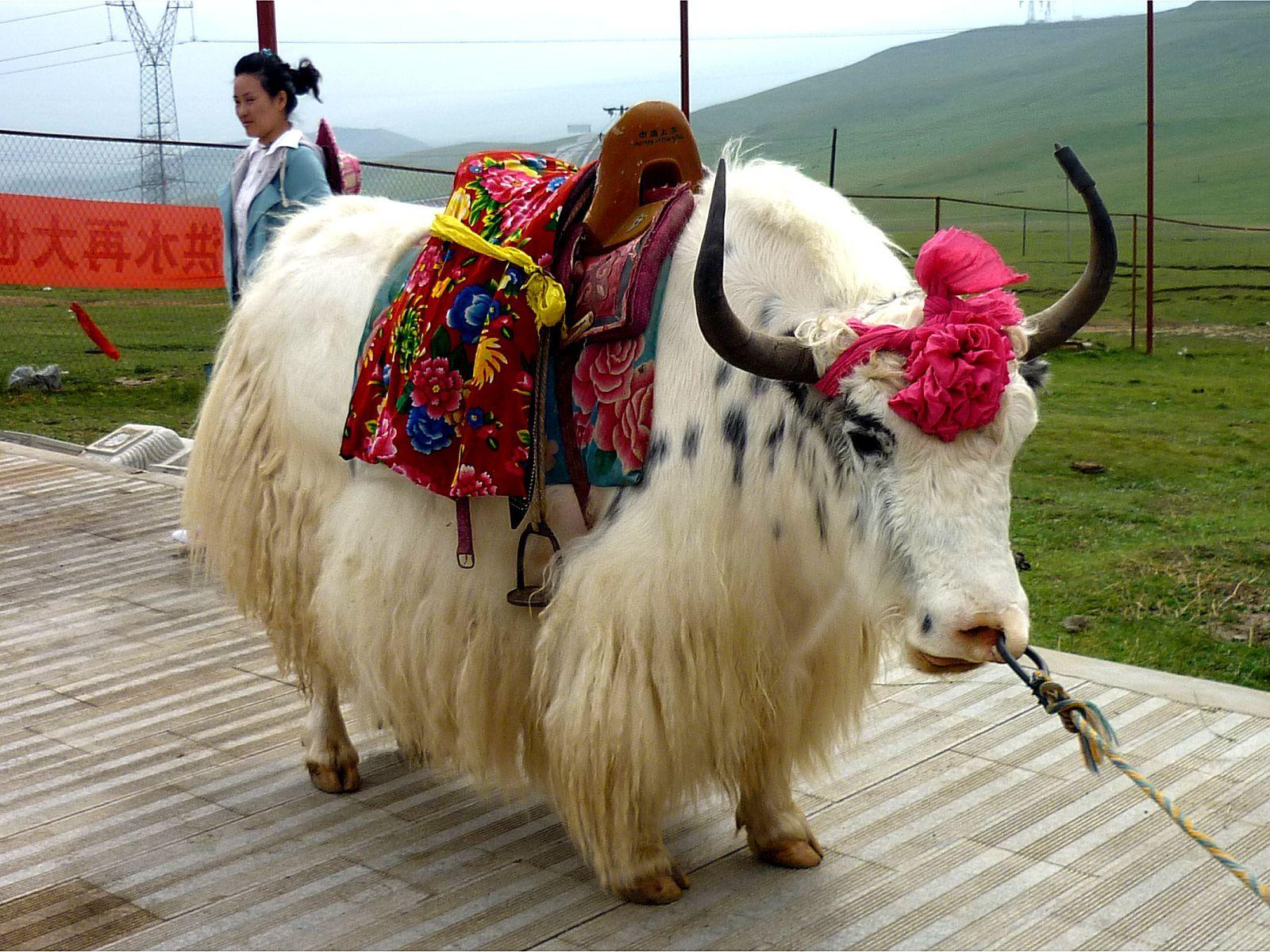 White tibetan yak. Livestock. Animal, Cattle