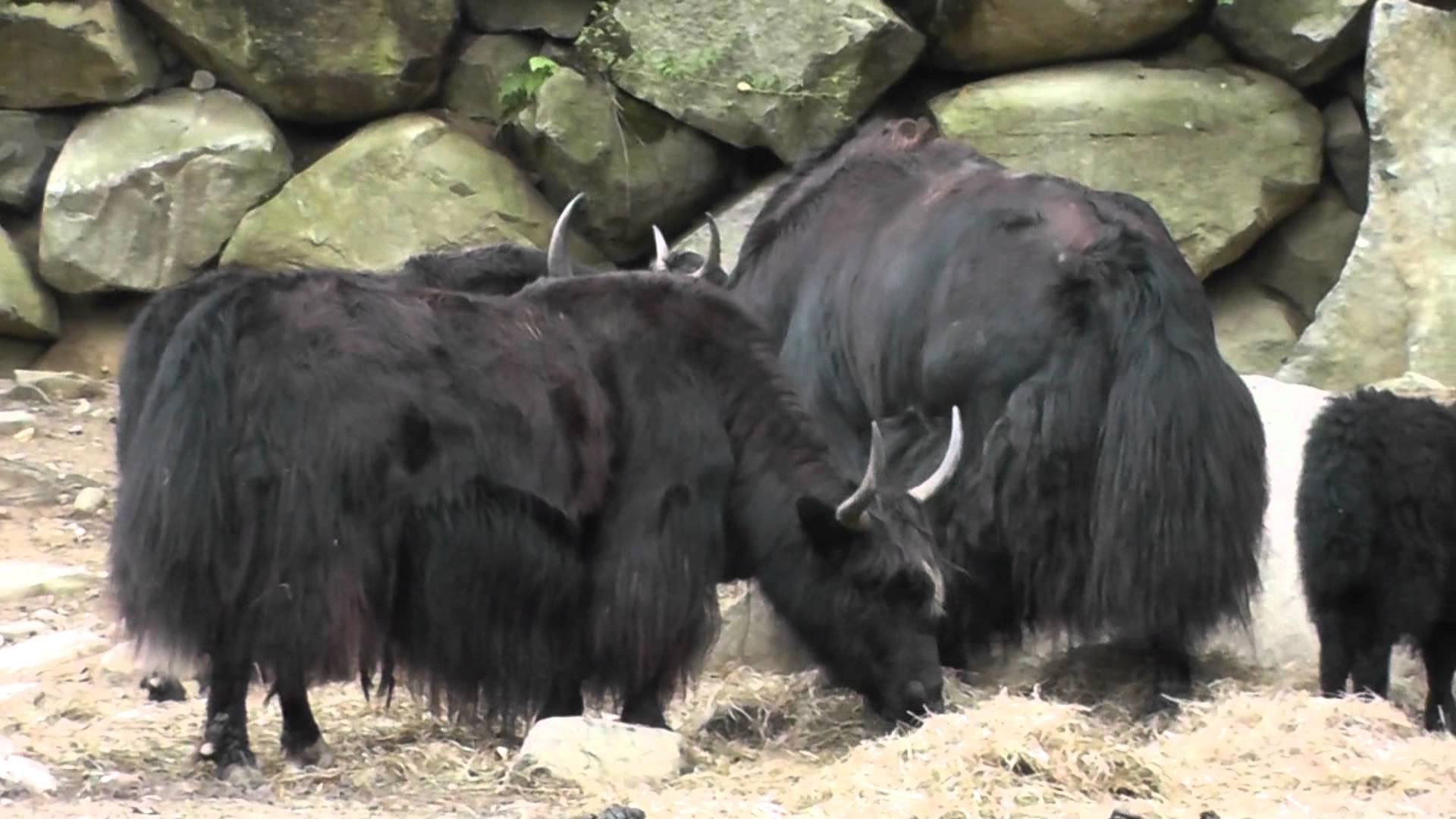 Domestic Yak Wallpapers Wallpaper Cave