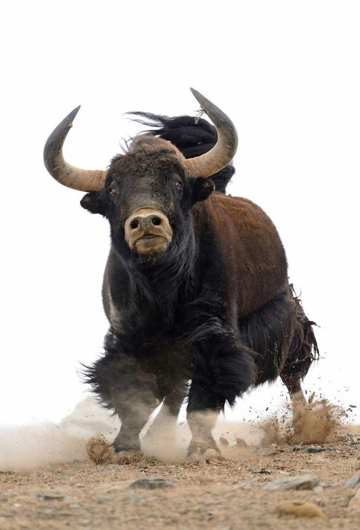 Domestic Yak Wallpapers - Wallpaper Cave