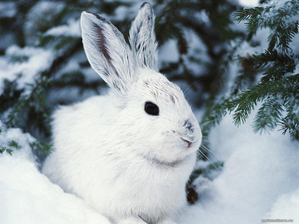 Hare White Hair Photo, Animals, Rabbits, White, Winter
