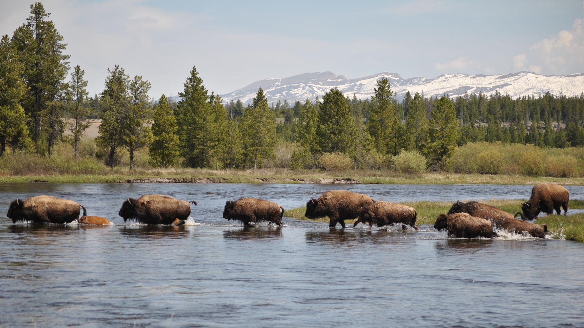 The Buffalo Brigade Protecting Yellowstone's Noble Beasts