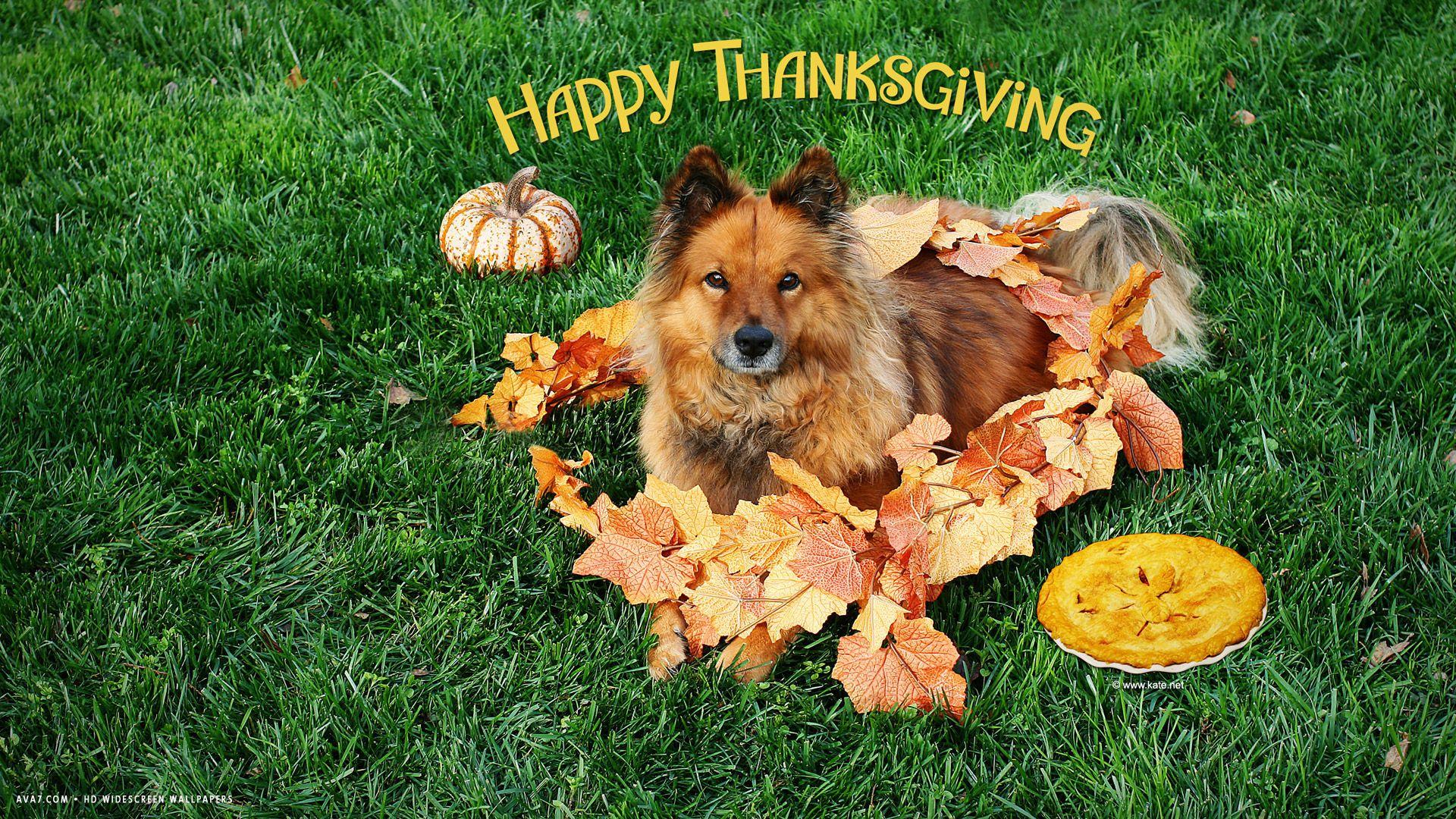 happy thanksgiving dog animal grass leaves pumpkin pie