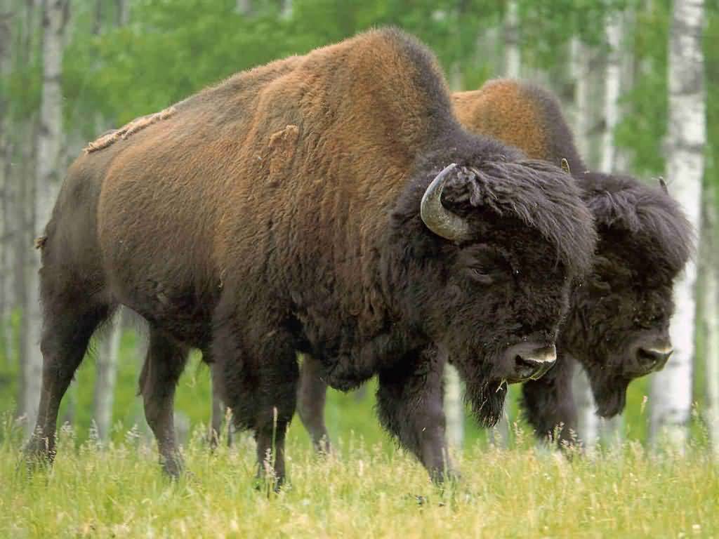 Pair of Buffalo