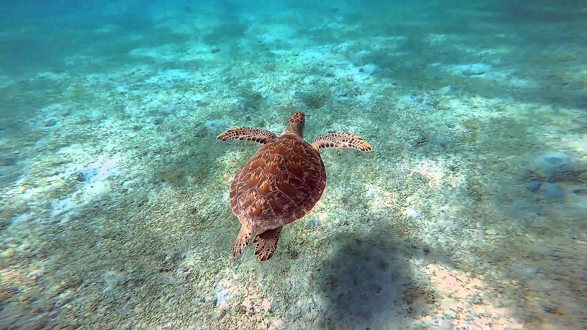 Snorkeling culebra, Puerto Rico gopro hero4