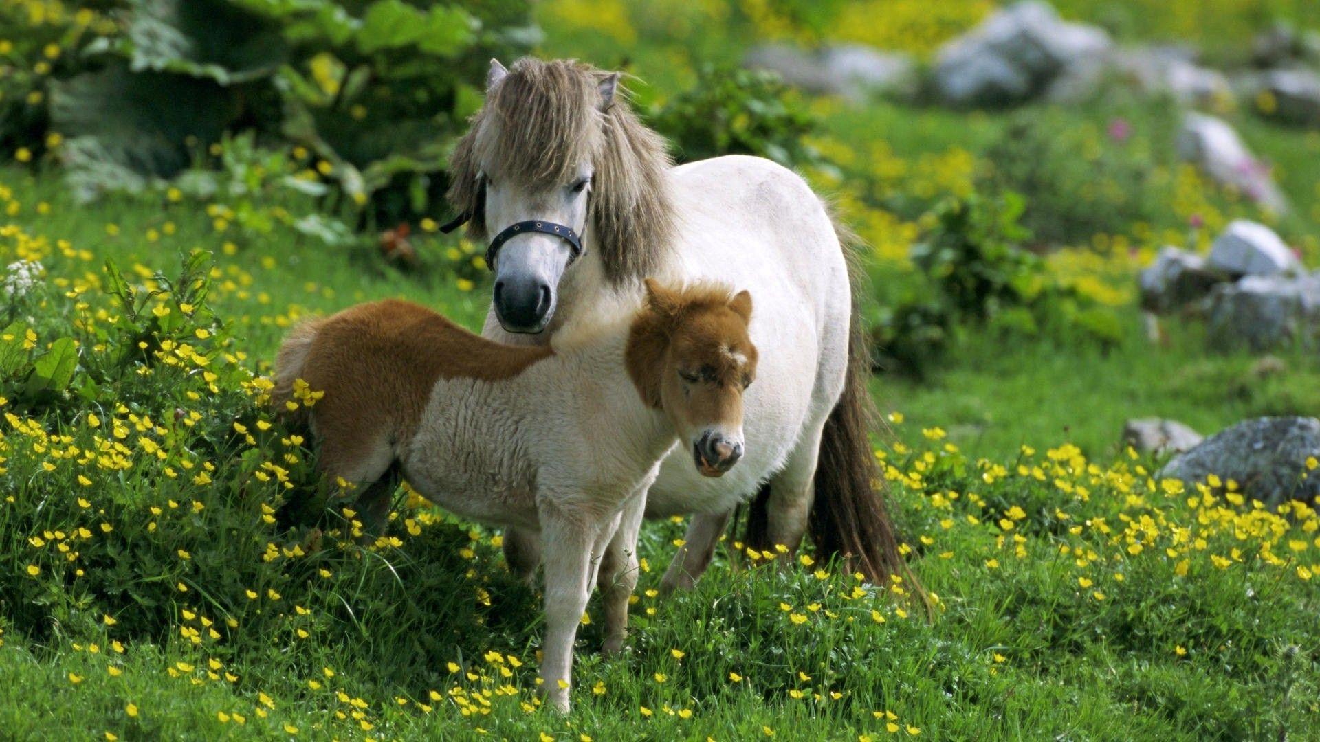 Pony Animal Wallpapers - Wallpaper Cave