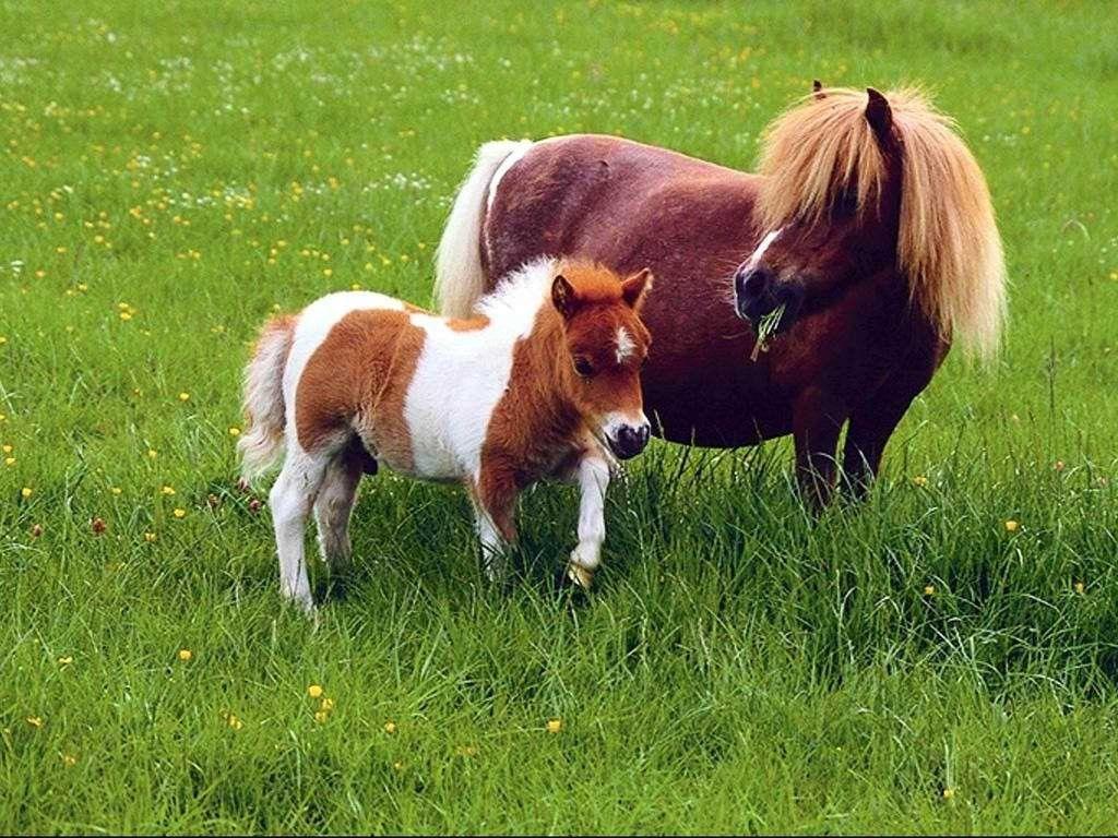 Pony with foal wallpaper Animals