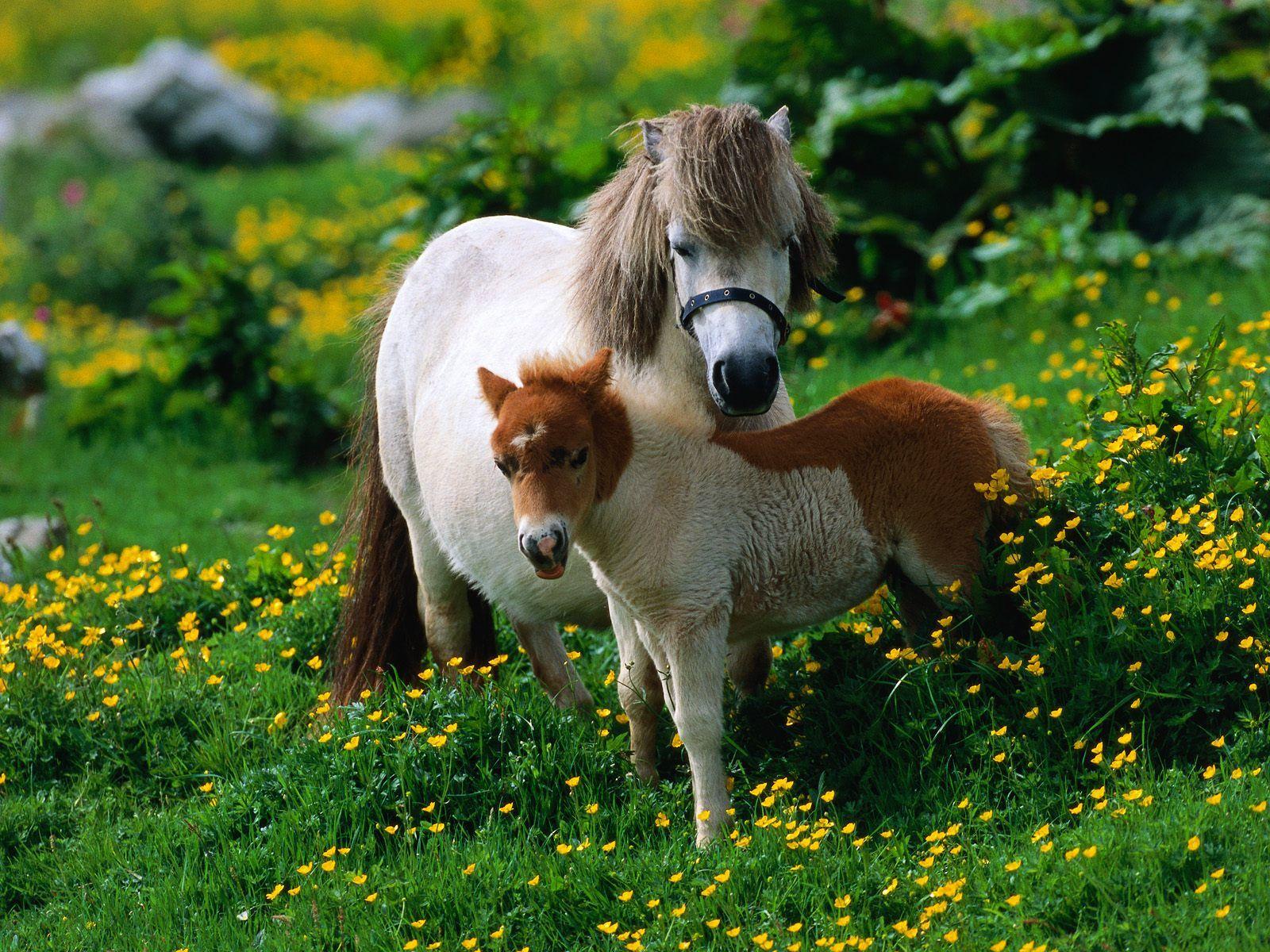 Beautiful Horse Picture. Pony, Horse and Animal