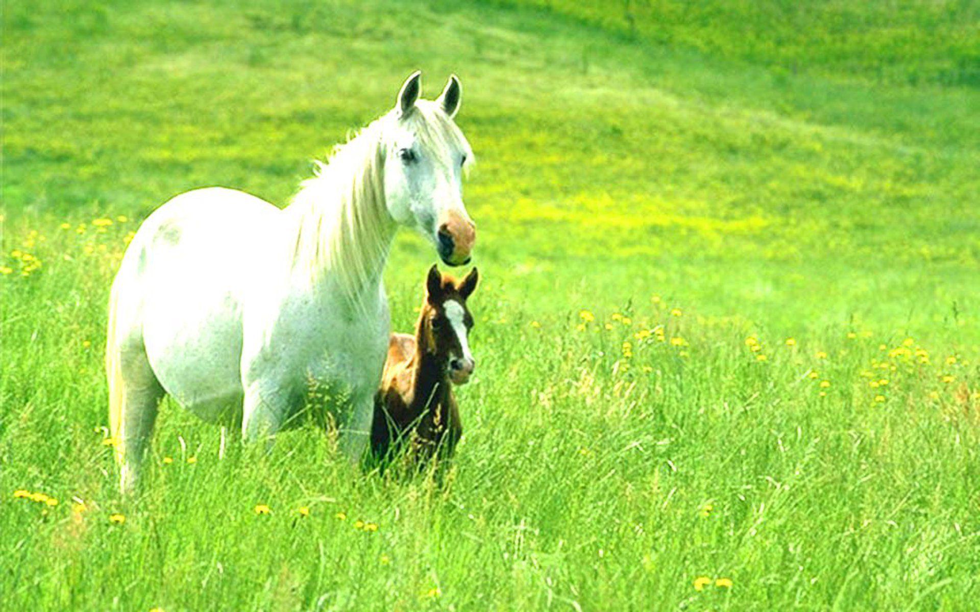 Horses and Ponies Wallpaper