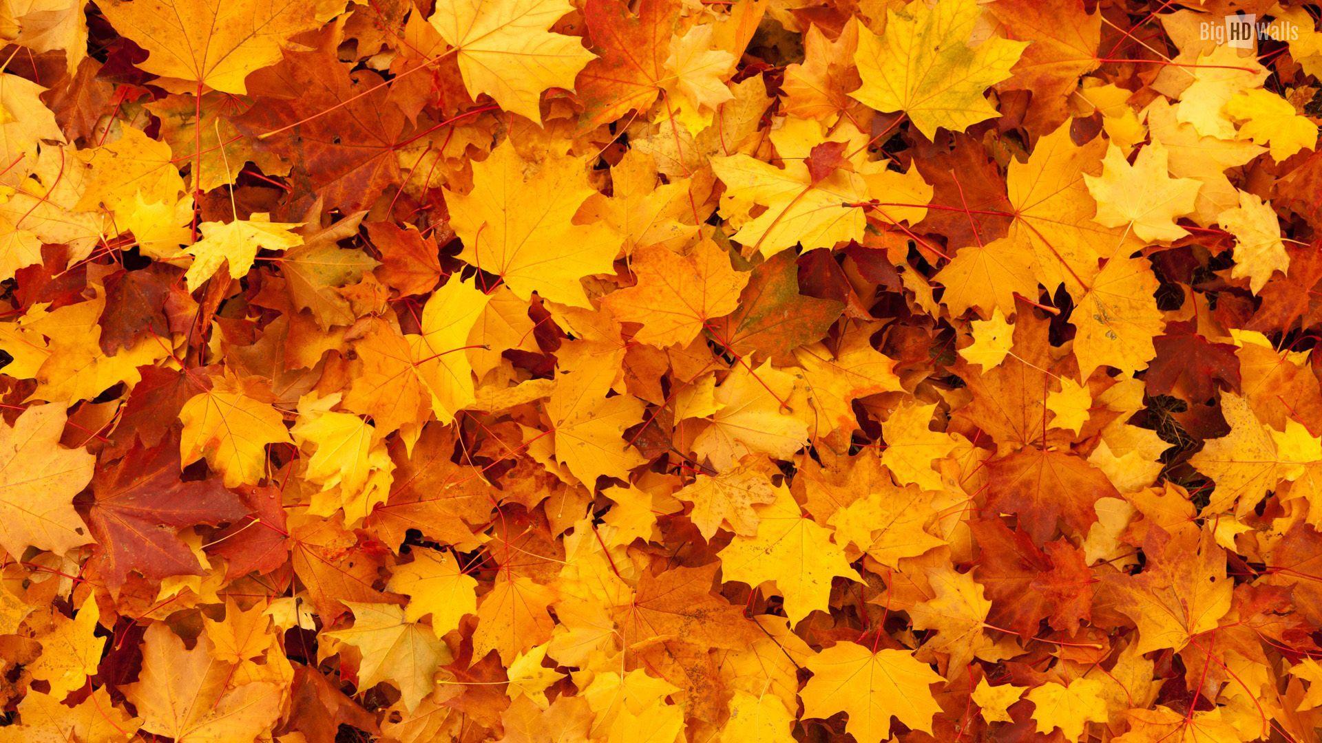 Free download As the leaves turn orange yellow and gold it